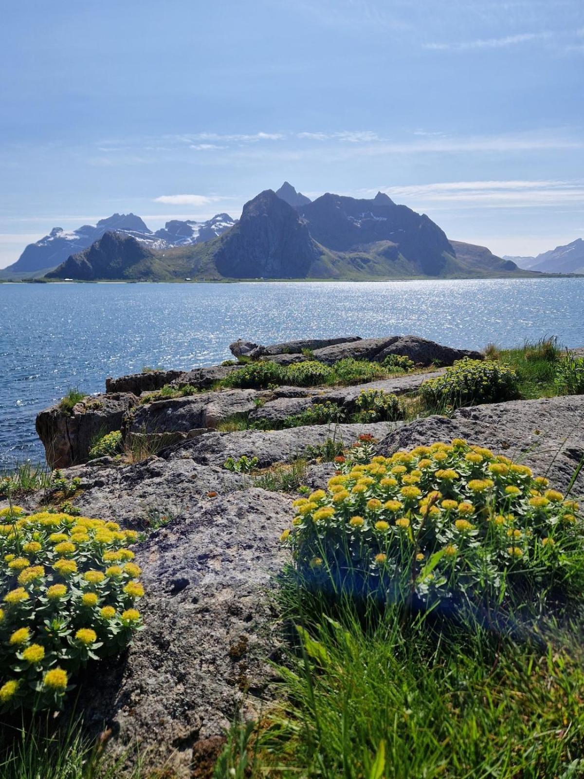 Vareid Panorama Lofoten Lysvollhuset
