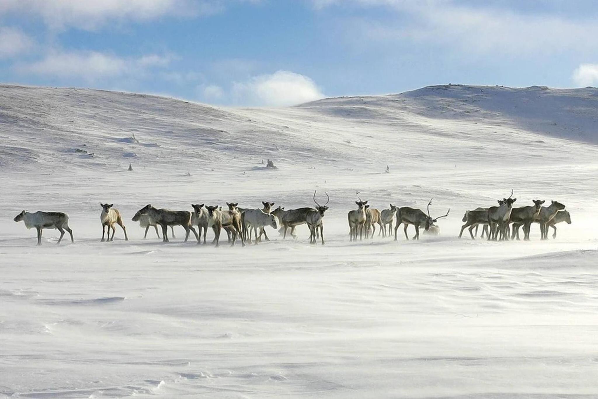 Skogsbu - Stylish, Close to Ski centers and hiking trails