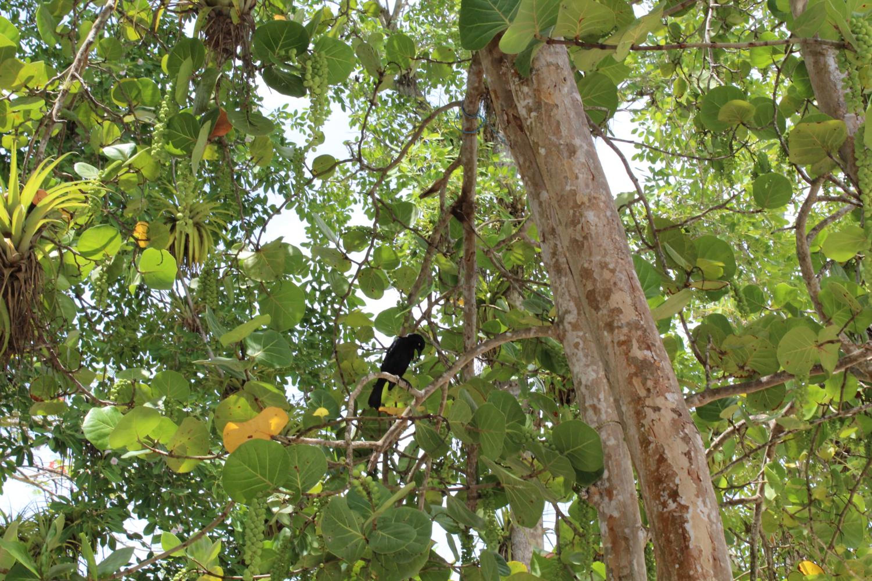 Oasis Grande Anse