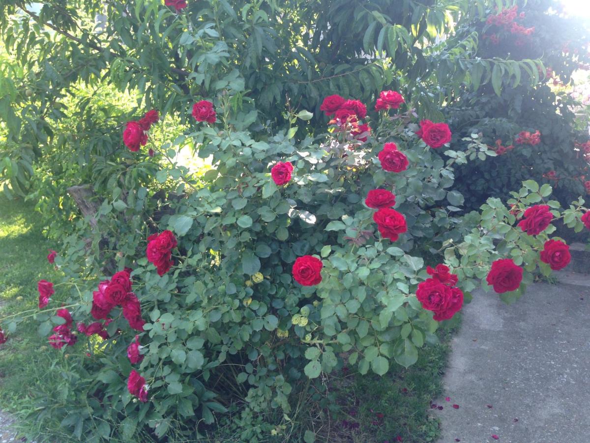 Photo 89