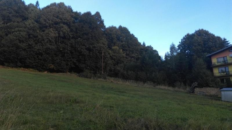 Photo 43