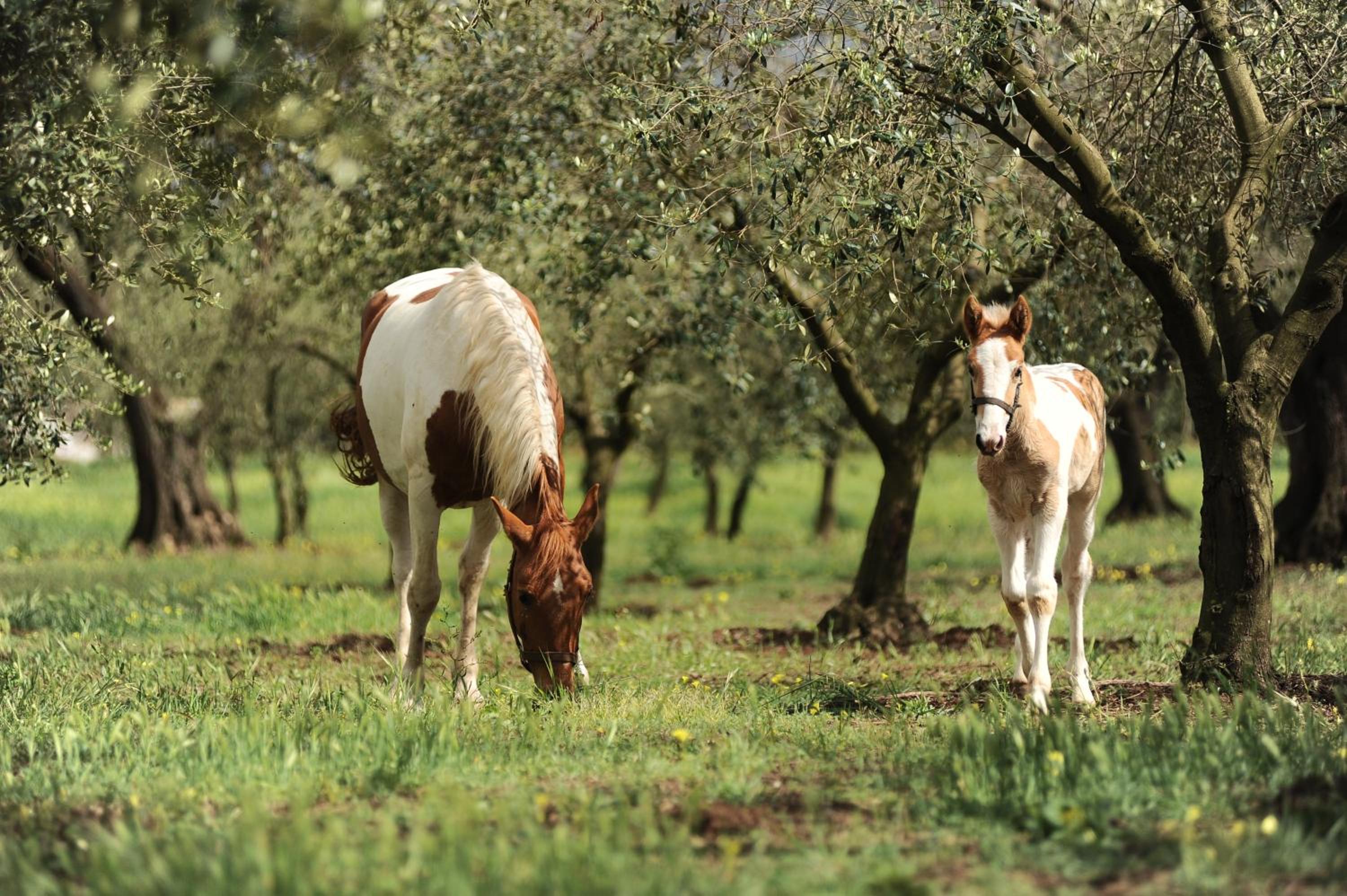 Agriturismo Frantoio Mafrica