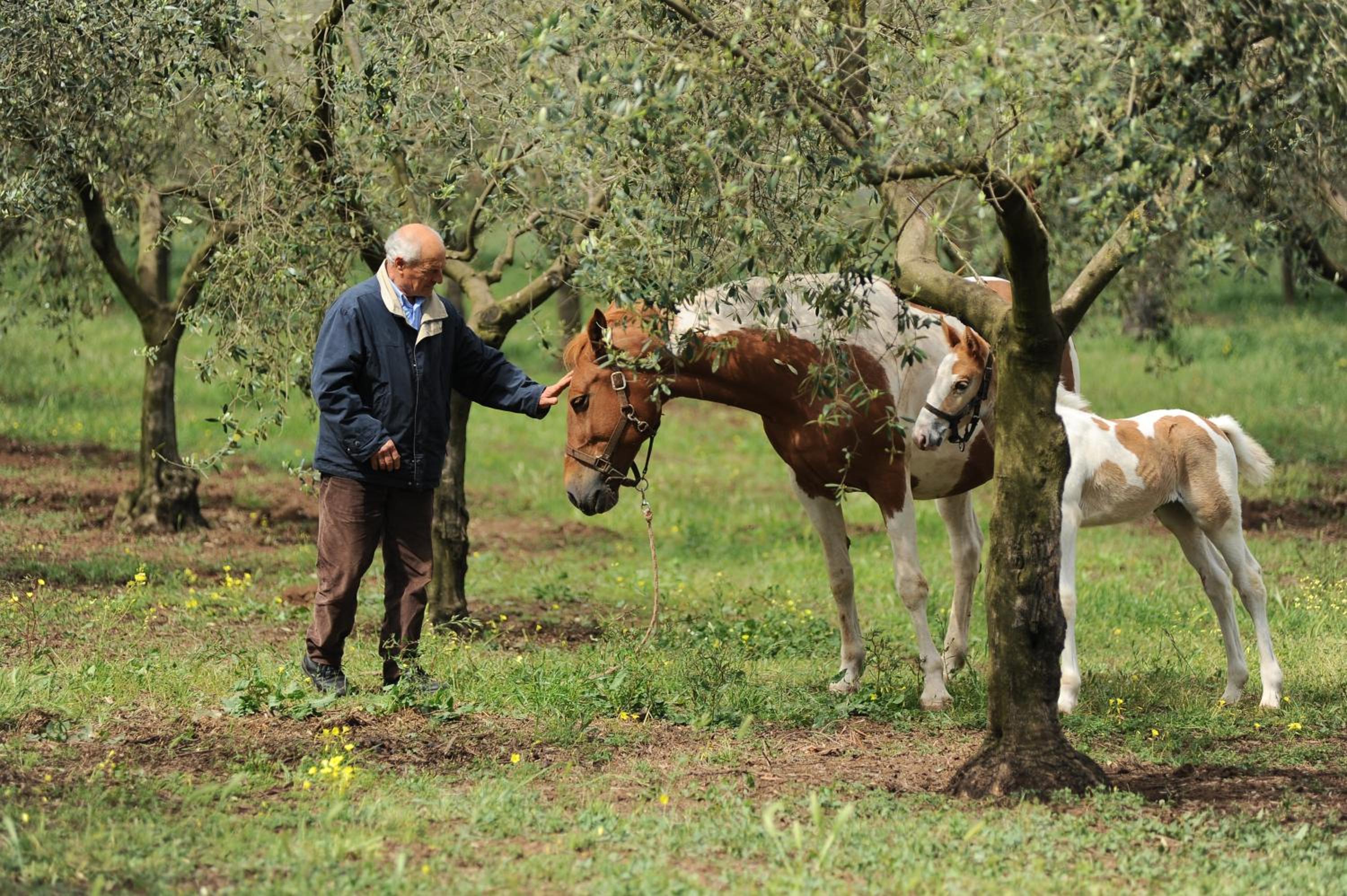 Agriturismo Frantoio Mafrica