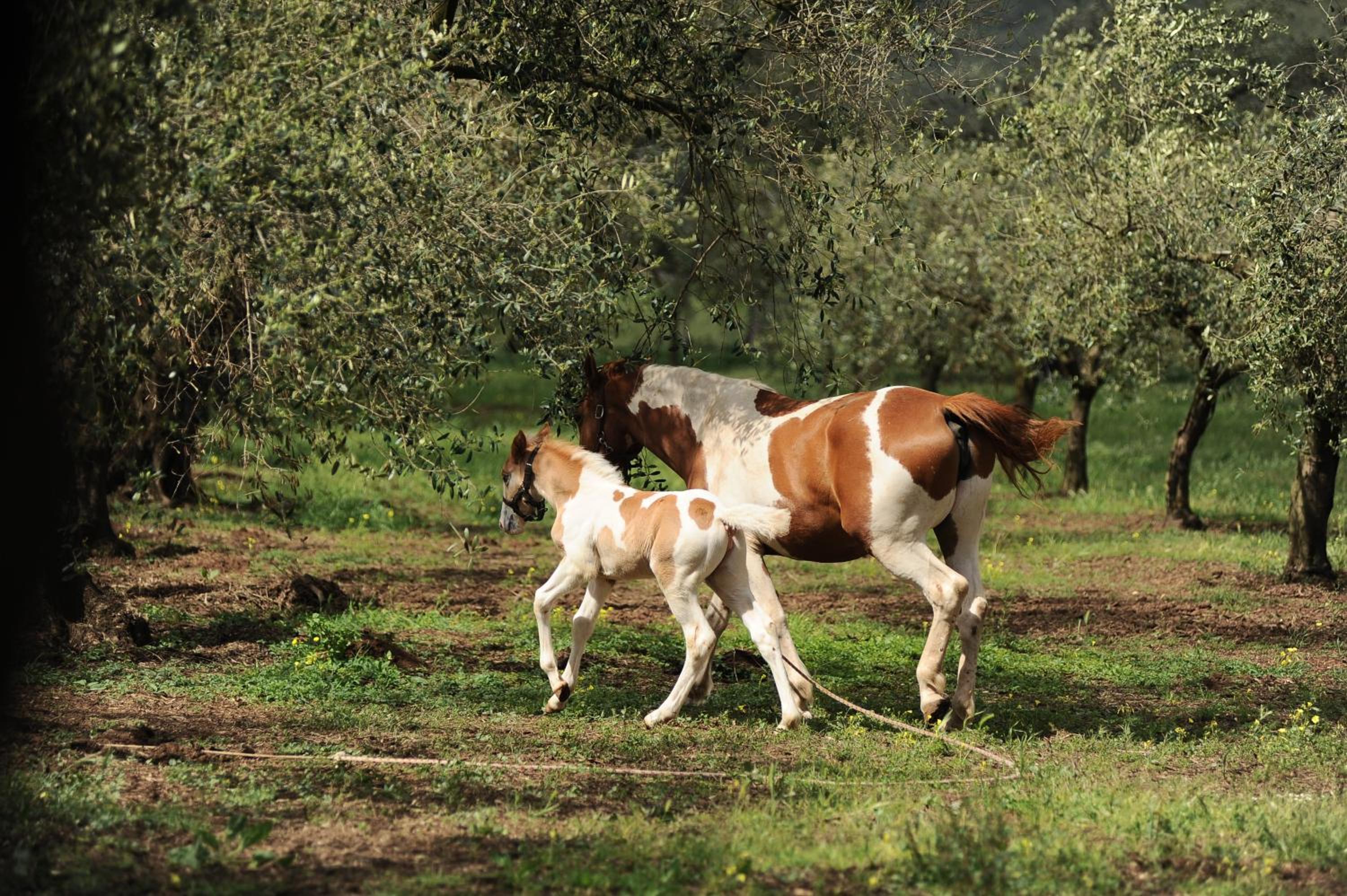 Agriturismo Frantoio Mafrica
