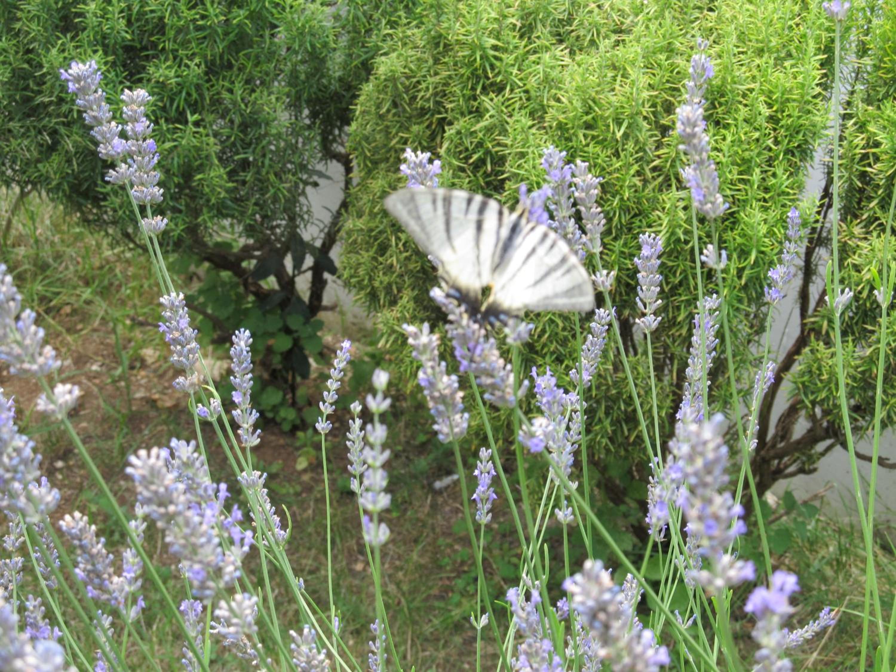 Photo 43