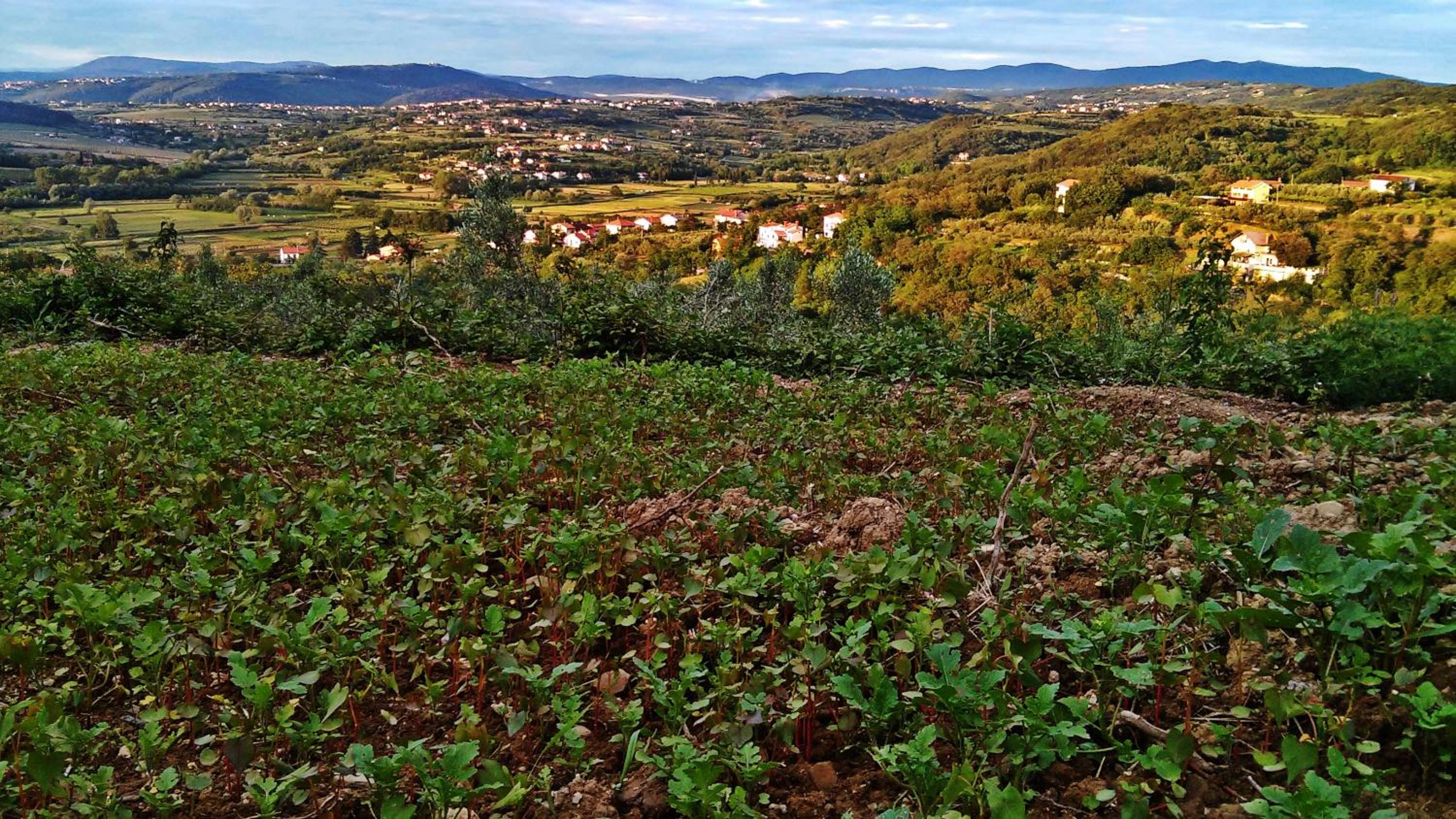 Farm stay Domačija Butul view 3