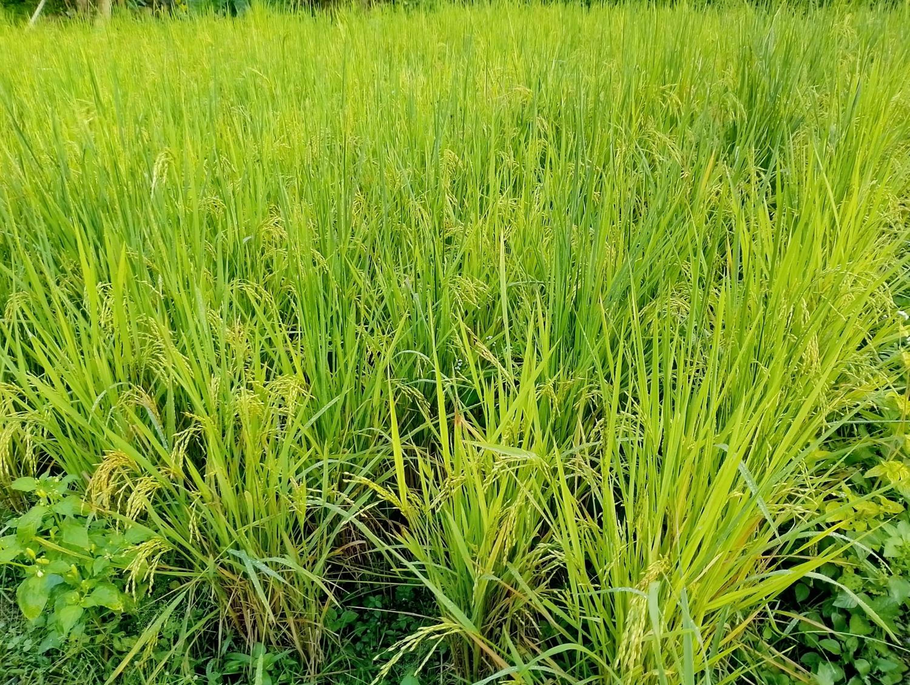 Lentera Lombok