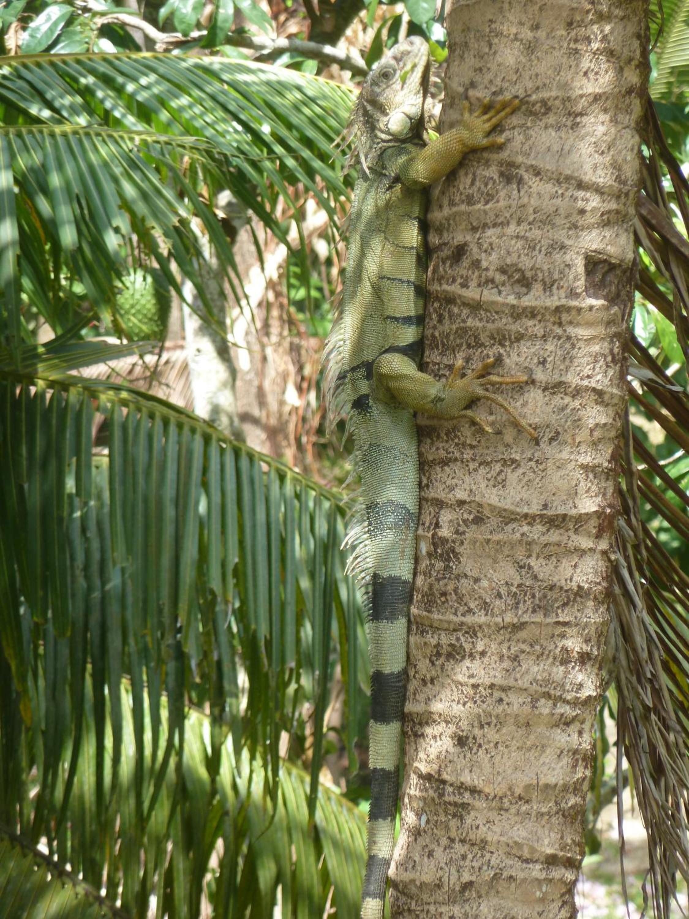 Finca El Regalo