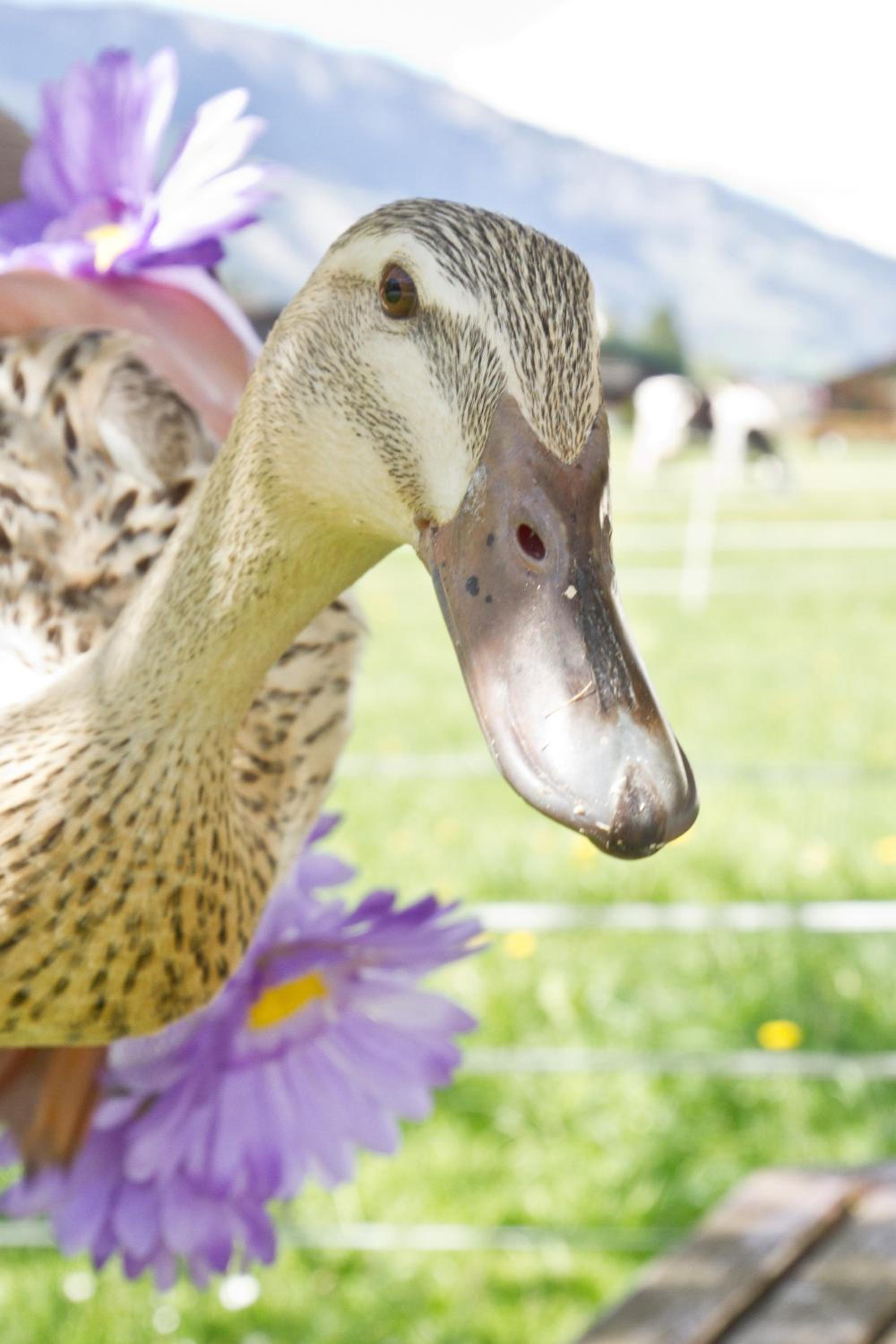 ZITTRAUERHOF - Urlaub am Bauernhof Gastein