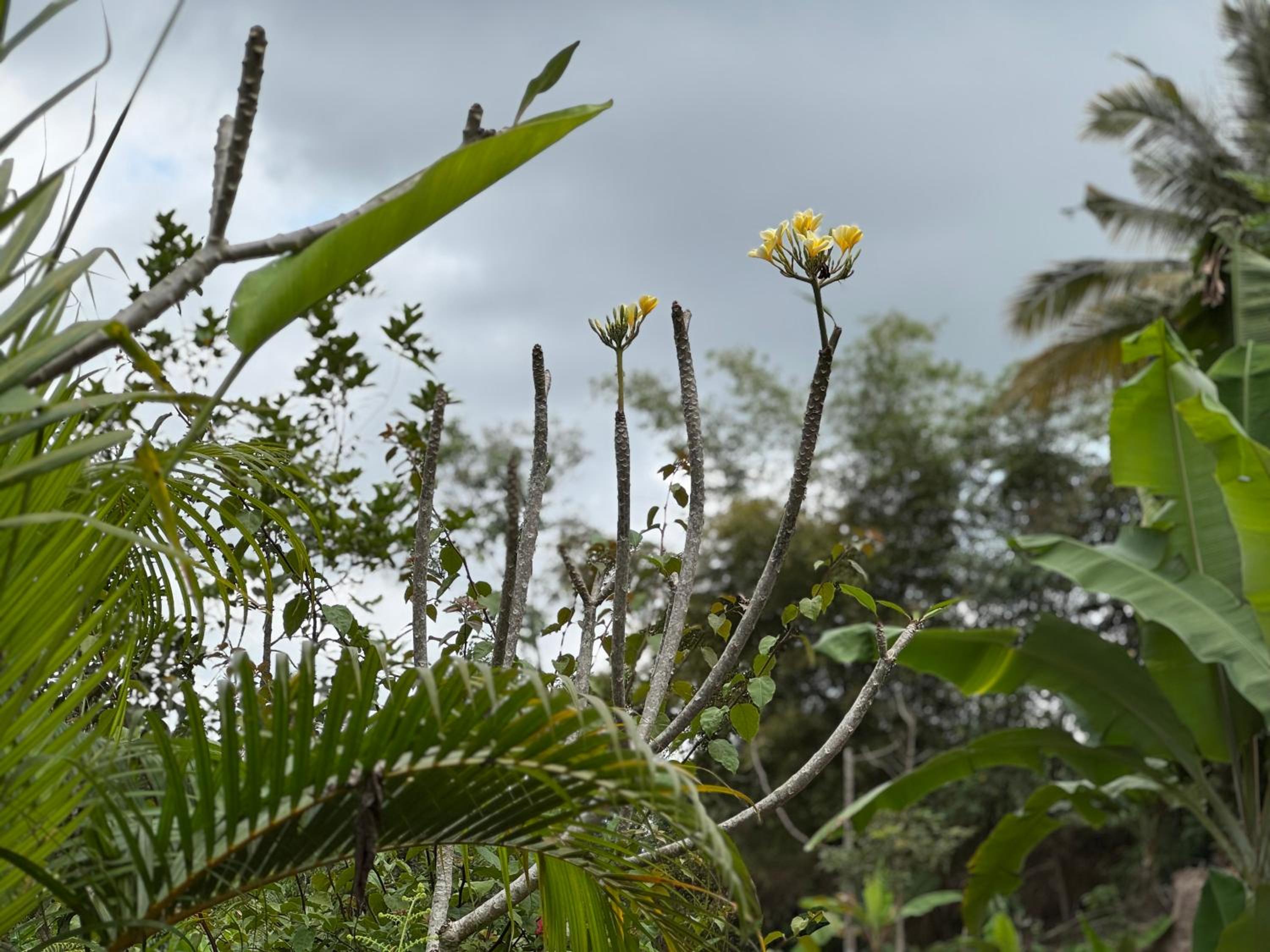 Lentera Lombok
