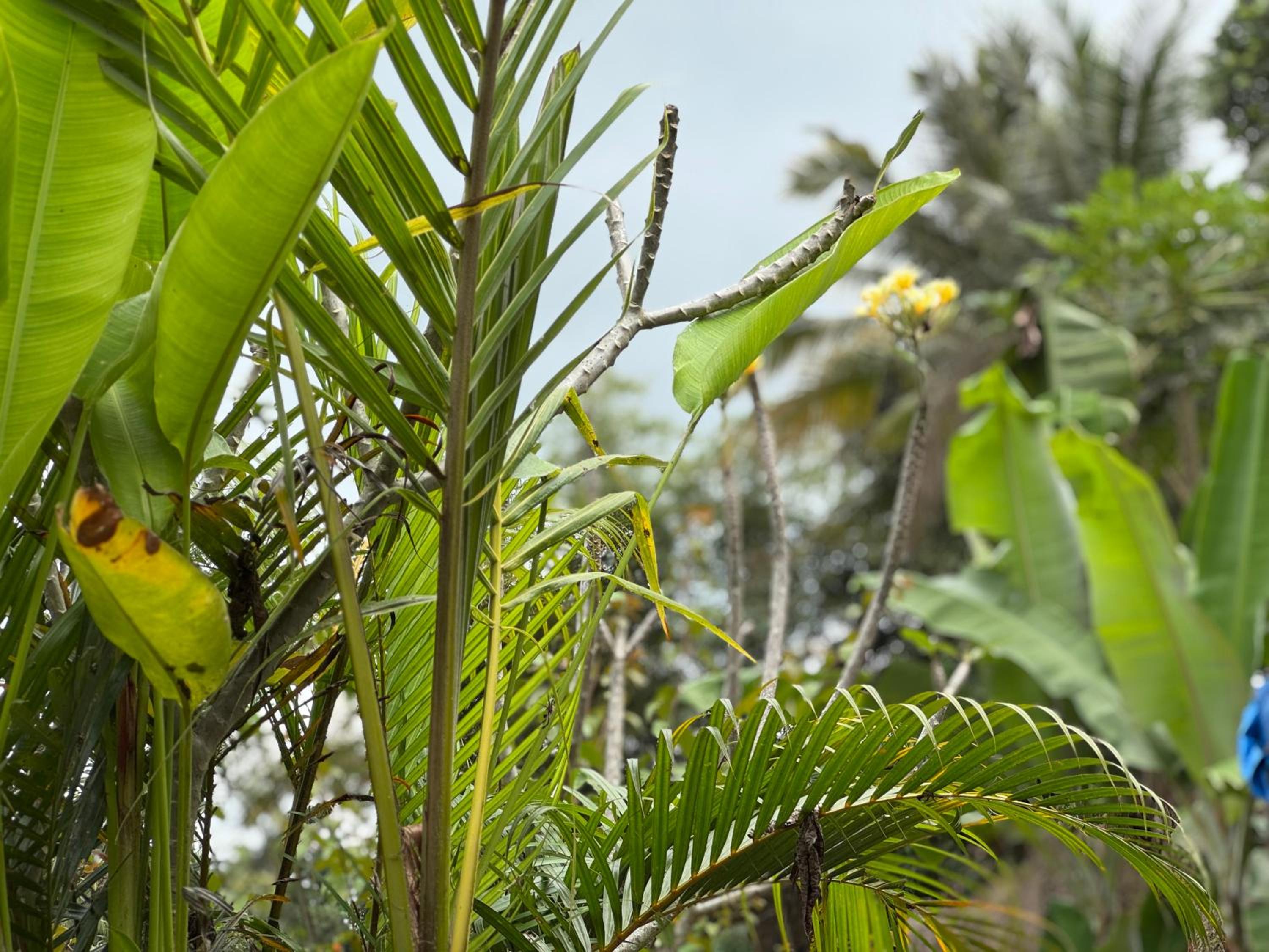 Lentera Lombok