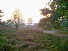 Photo 104