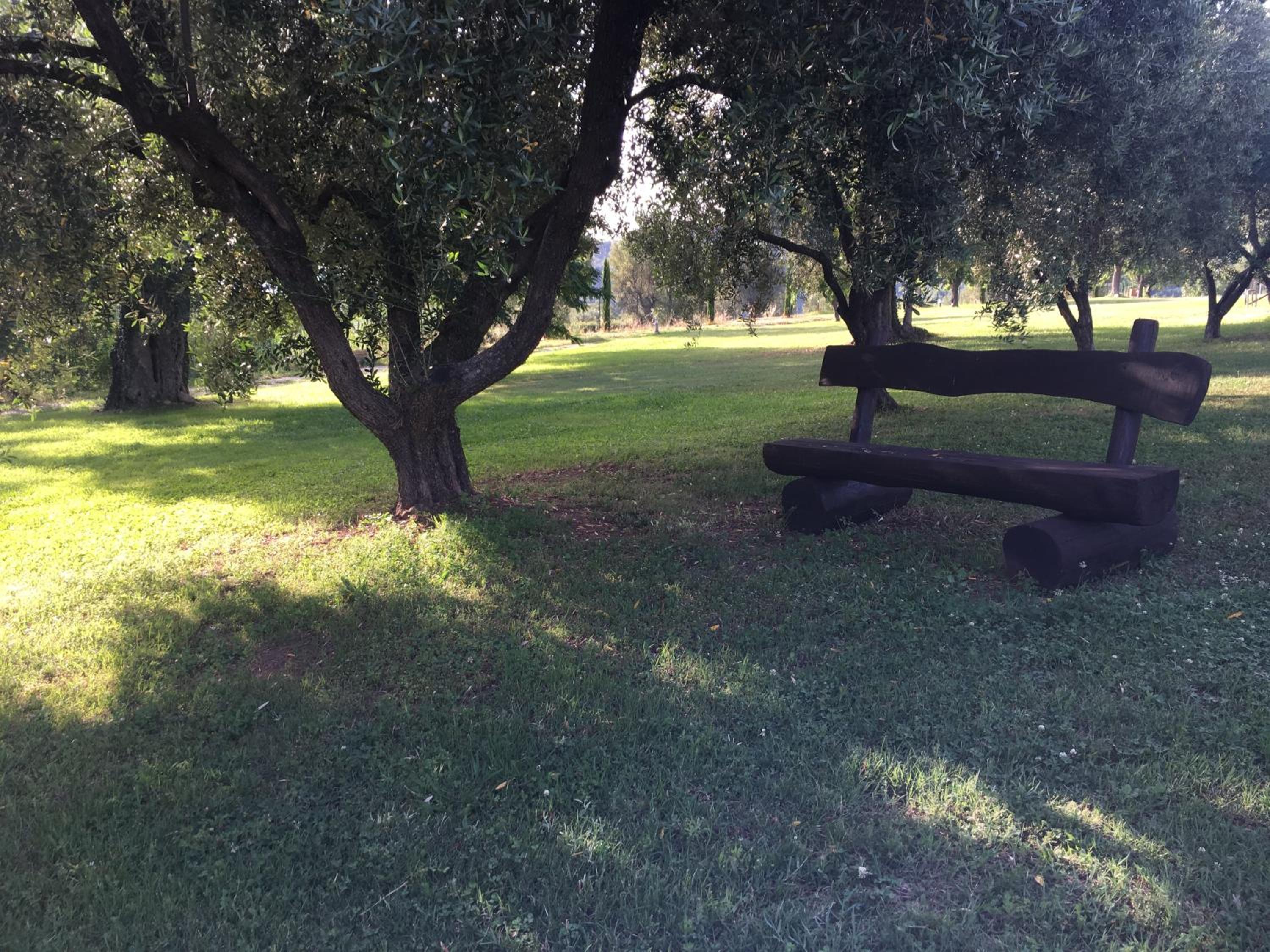 Corbezzolo