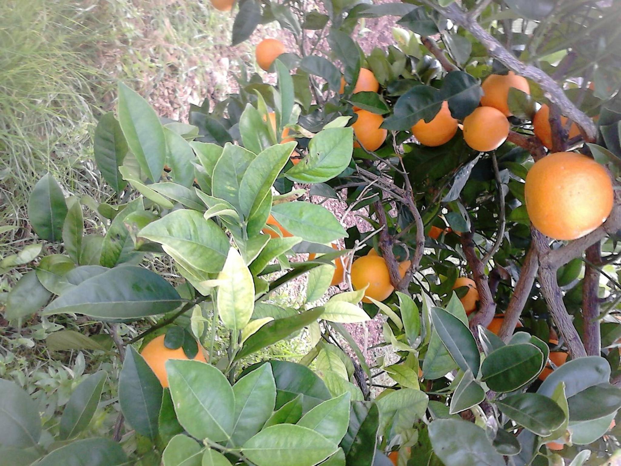 Photo 49
