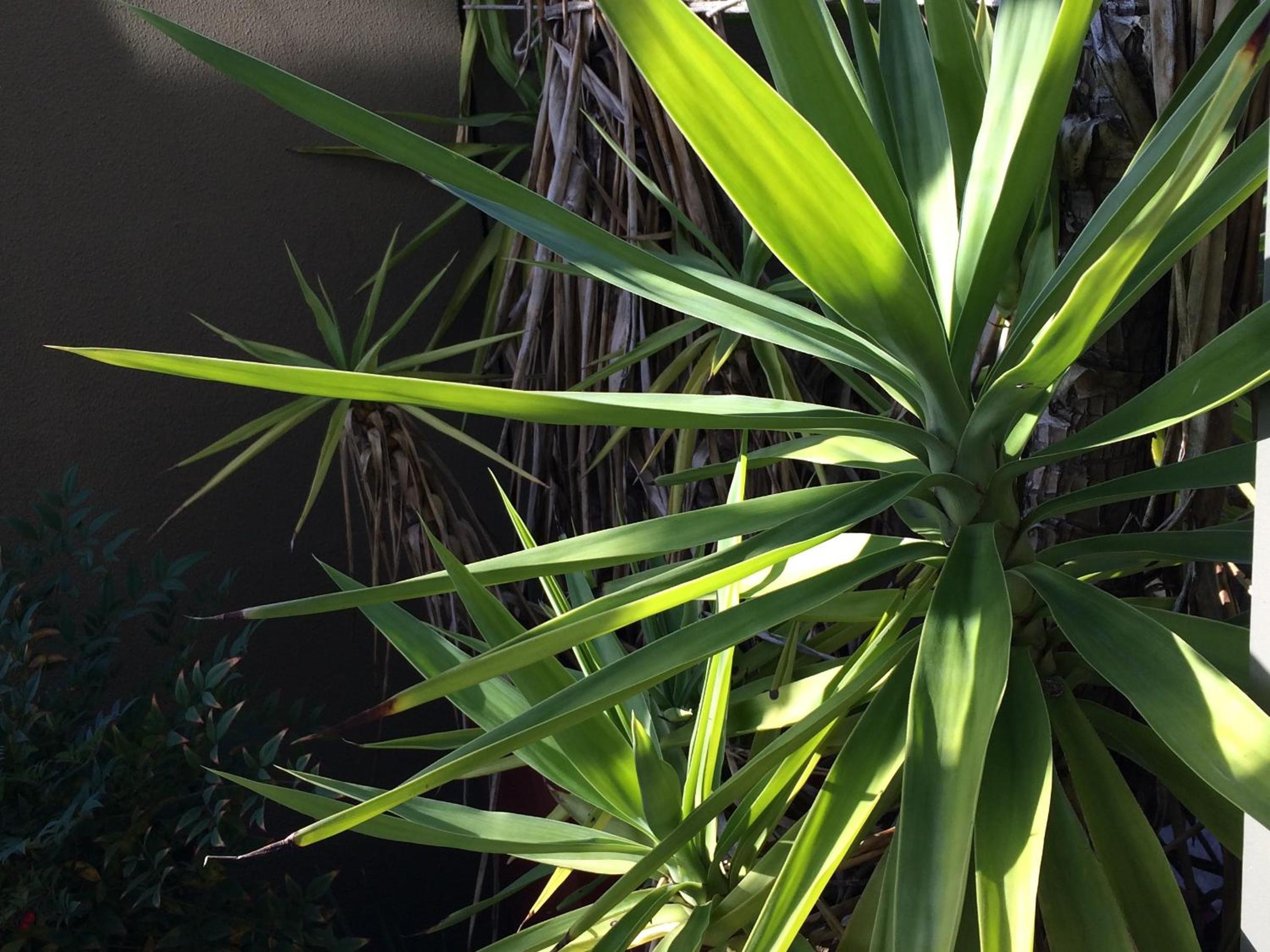 Chaucer Palms Boutique B&B