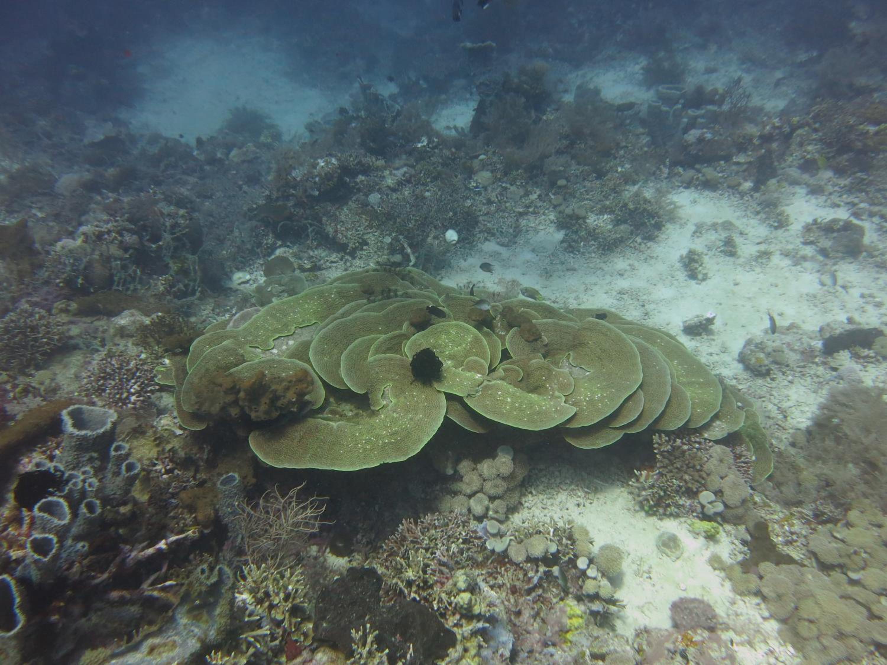 Photo 40