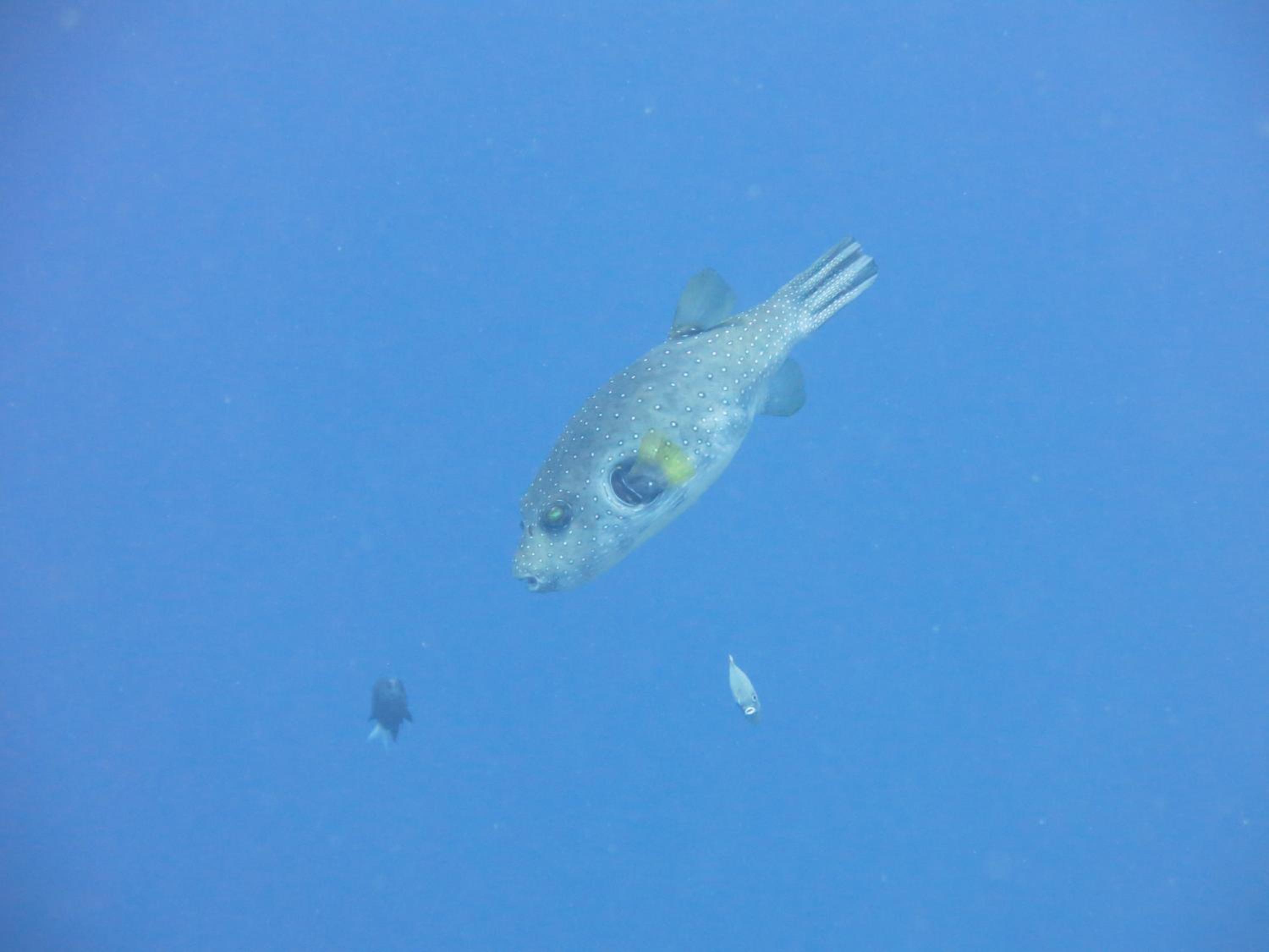 Photo 41