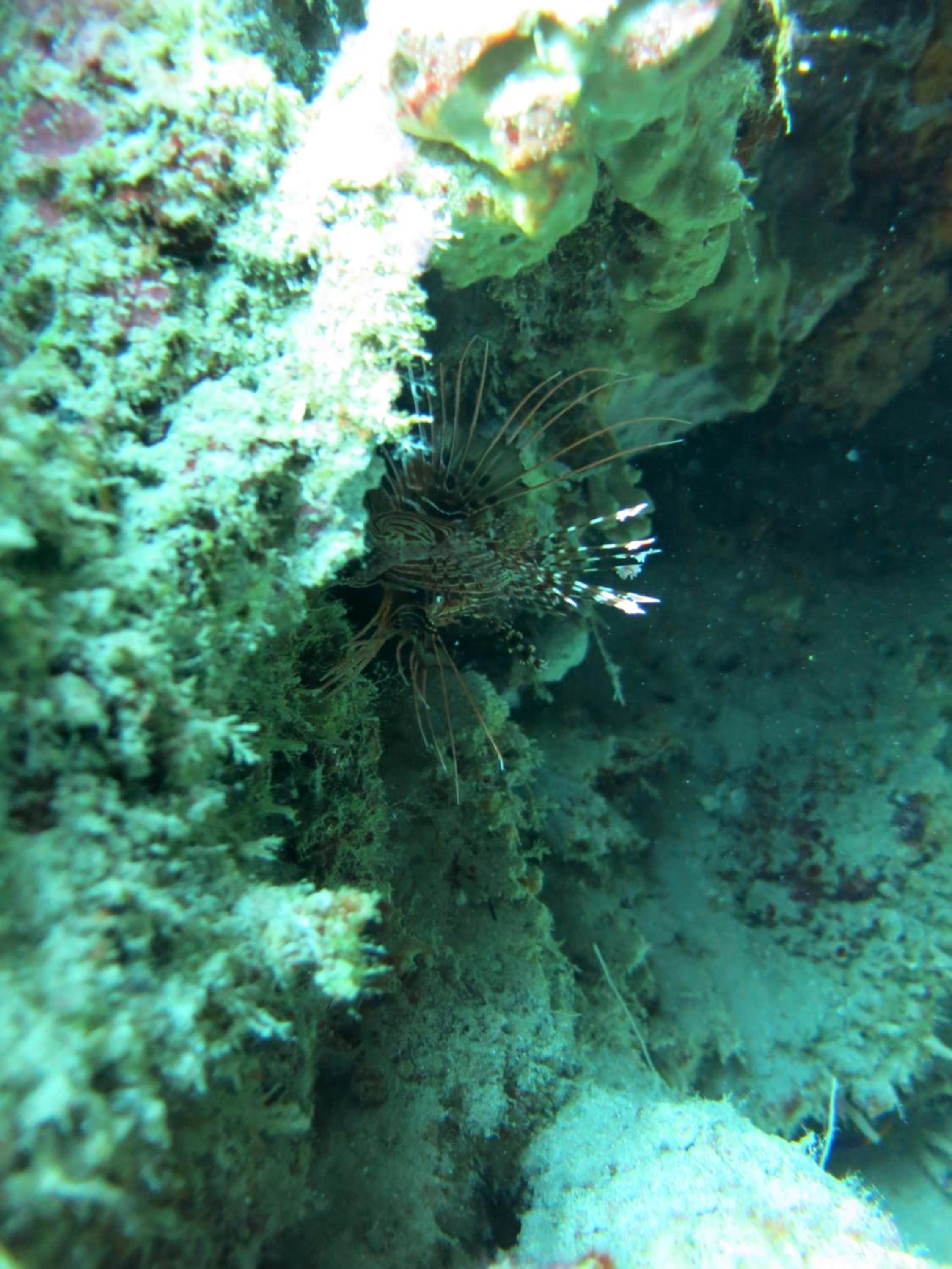 Photo 43
