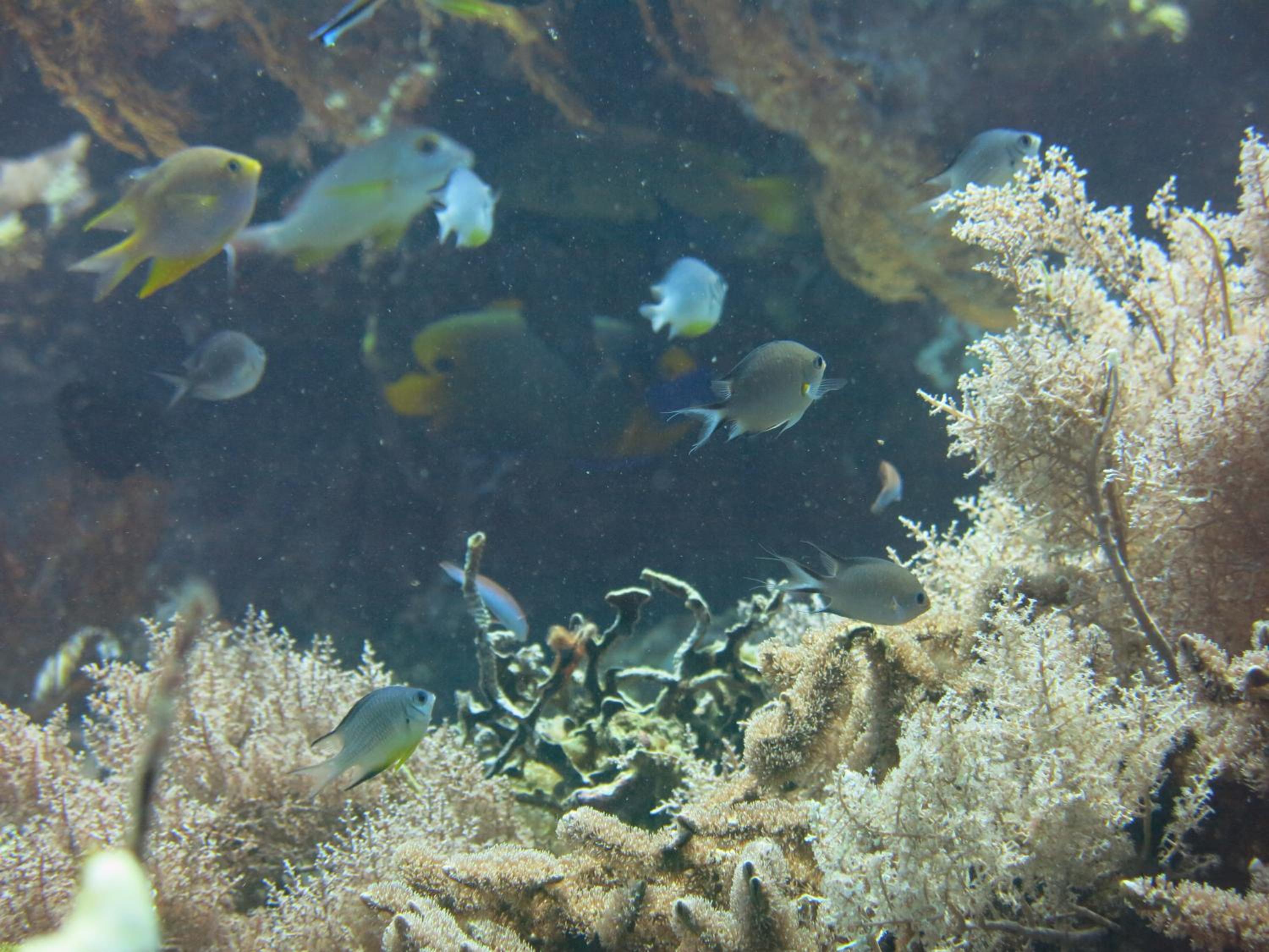 Photo 44