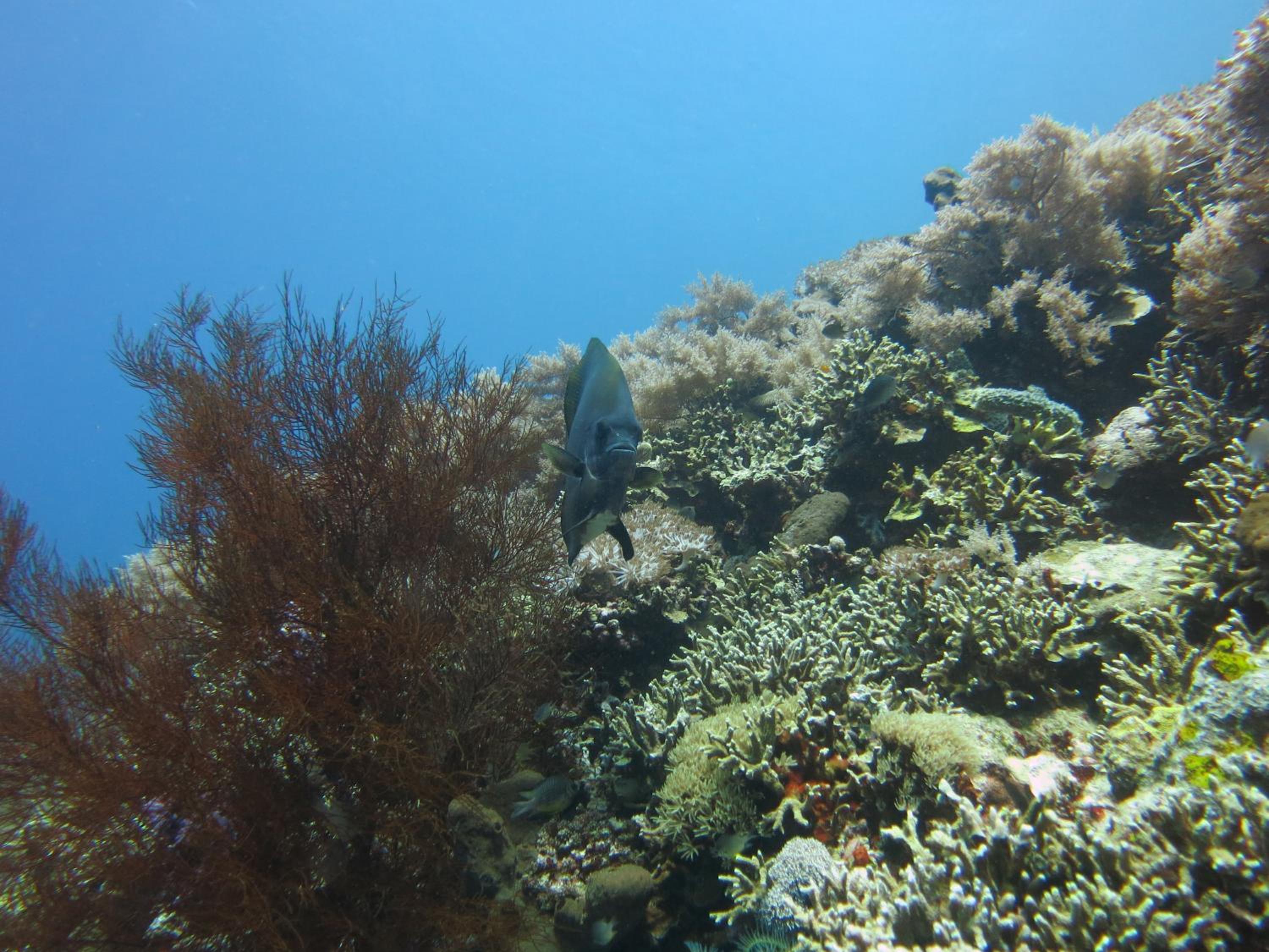 Photo 45