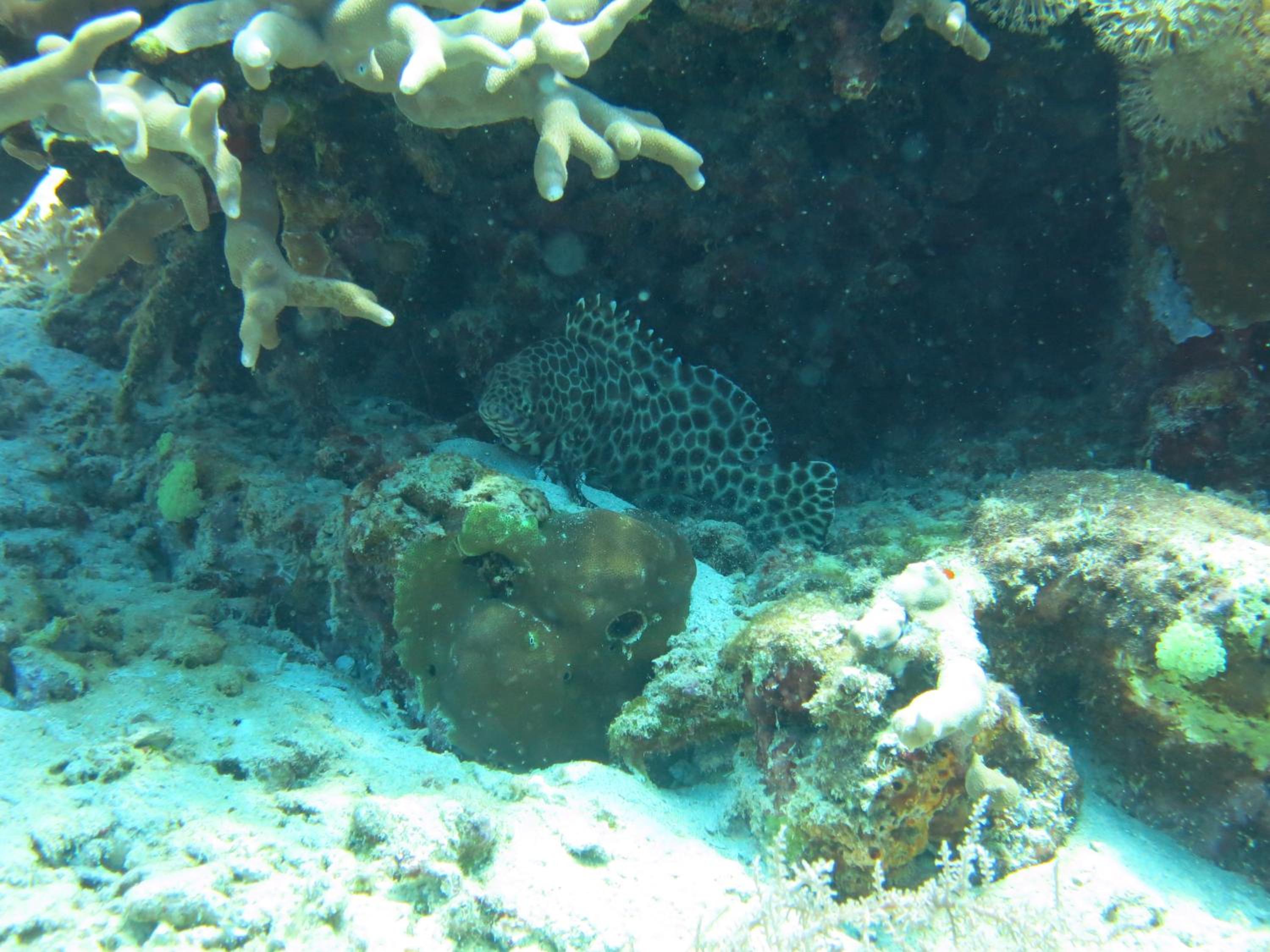 Photo 46