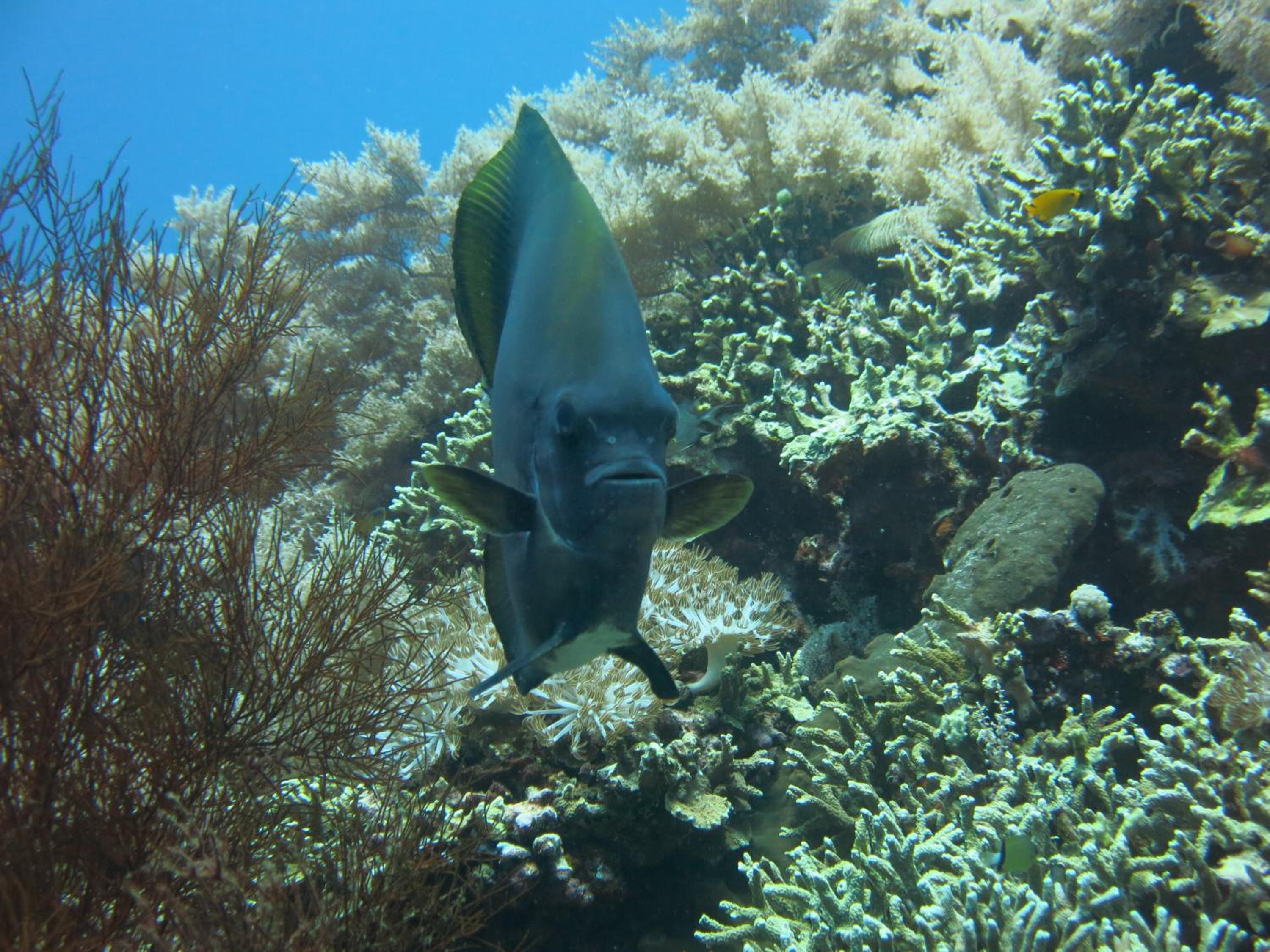 Photo 48