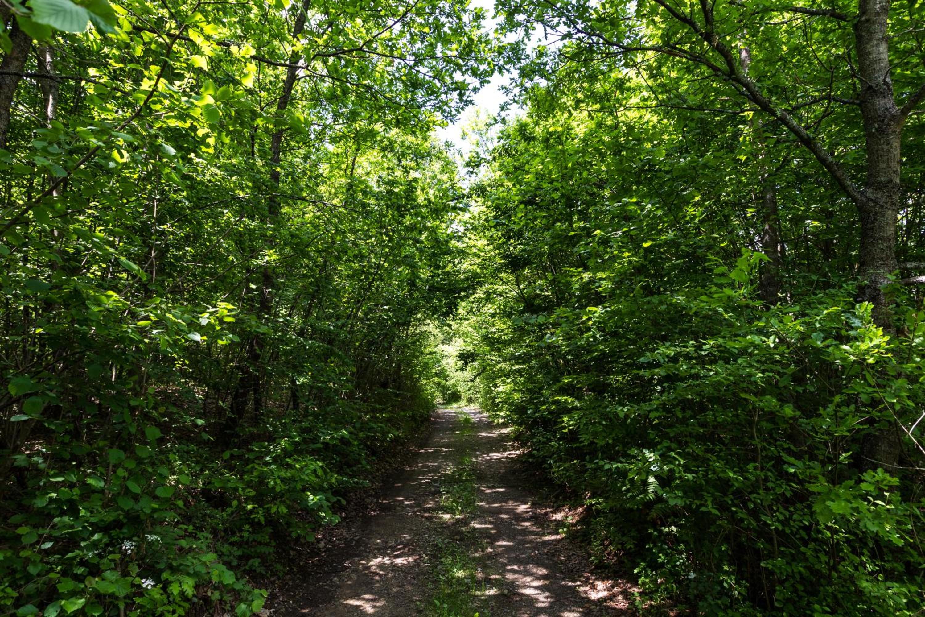 Photo 43