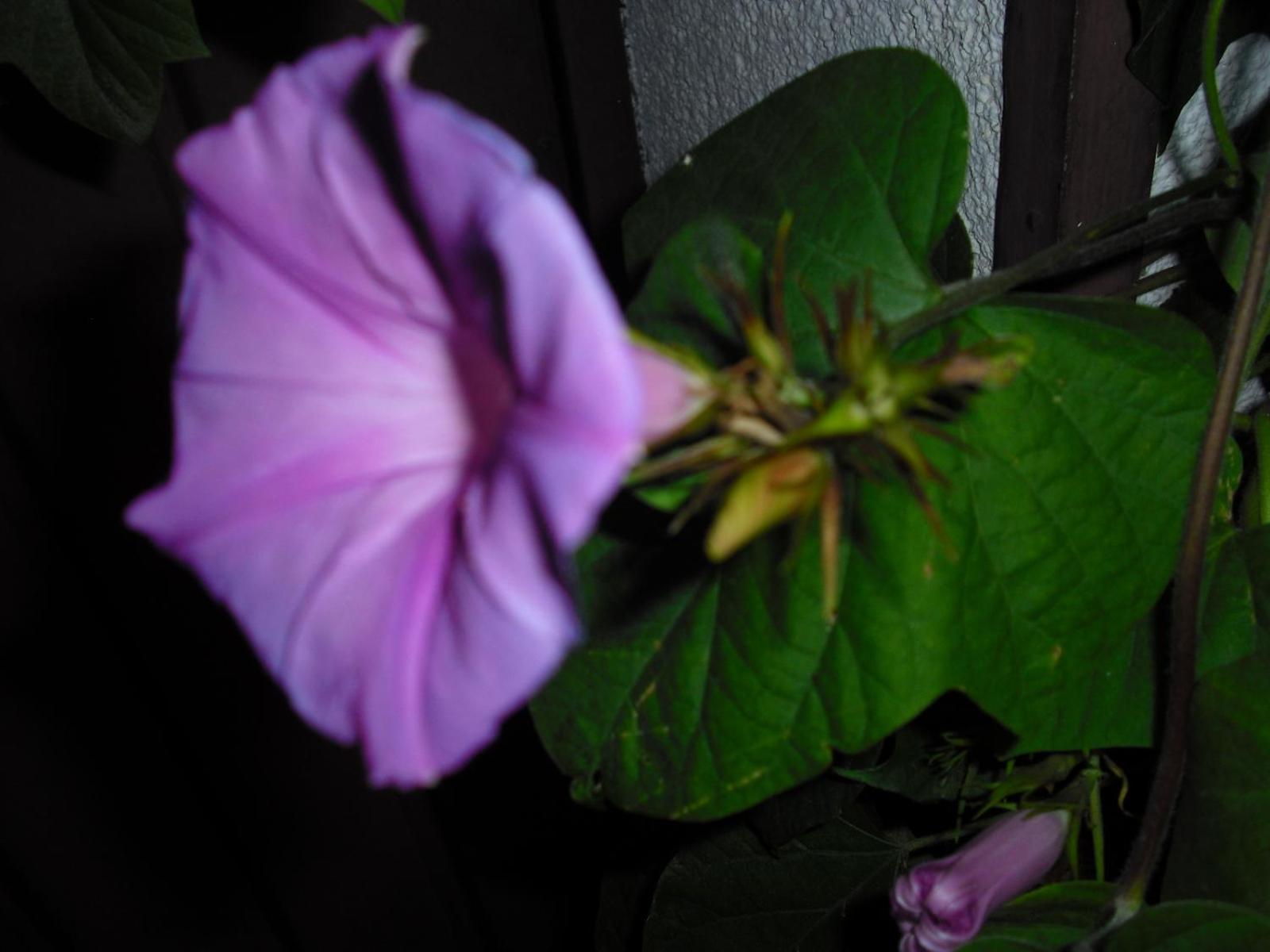 Photo 66