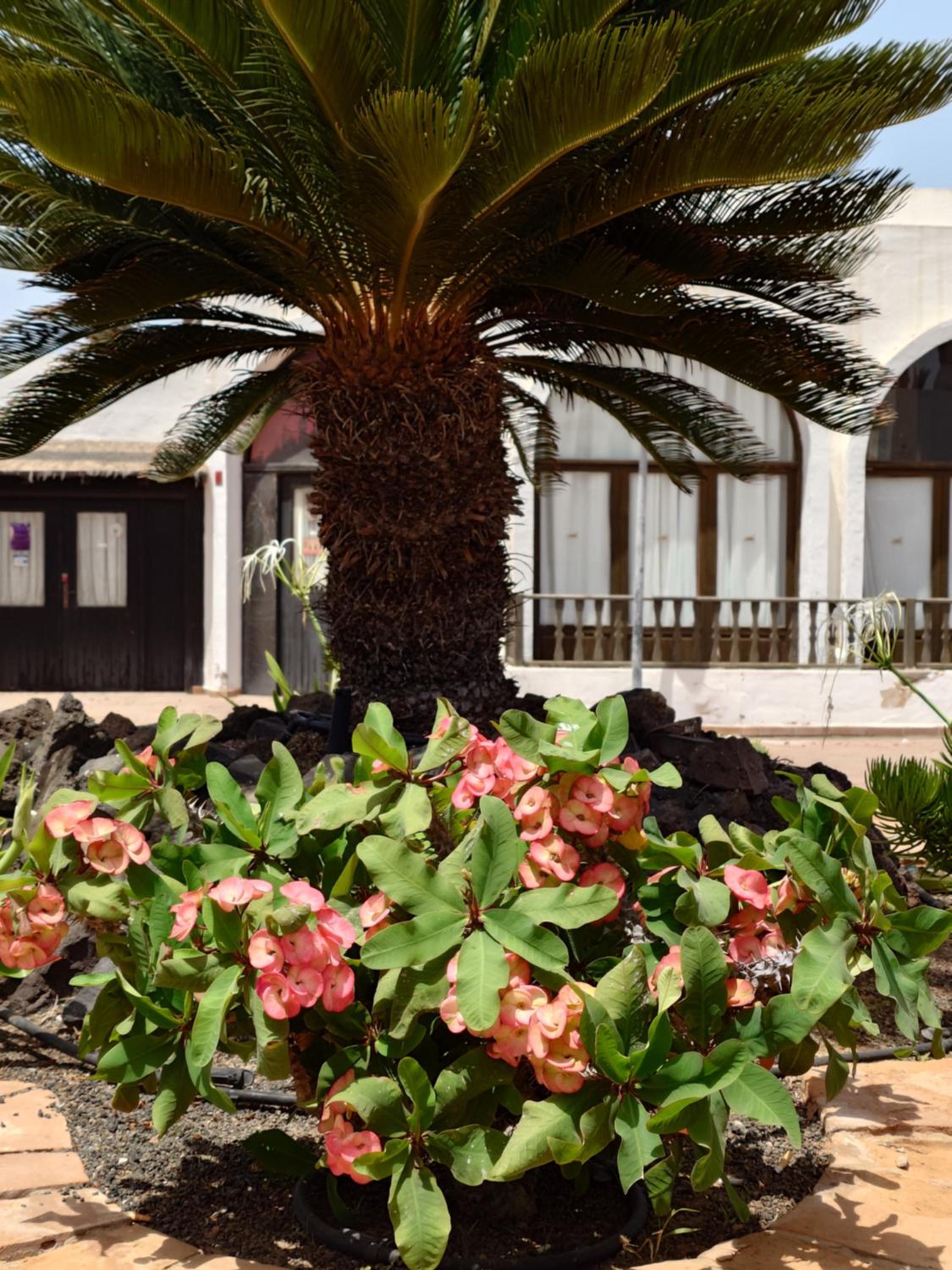Corralejo Oasis Duna Casa 3P is Premium Adults-Only Apartment with Panoramic Pool View