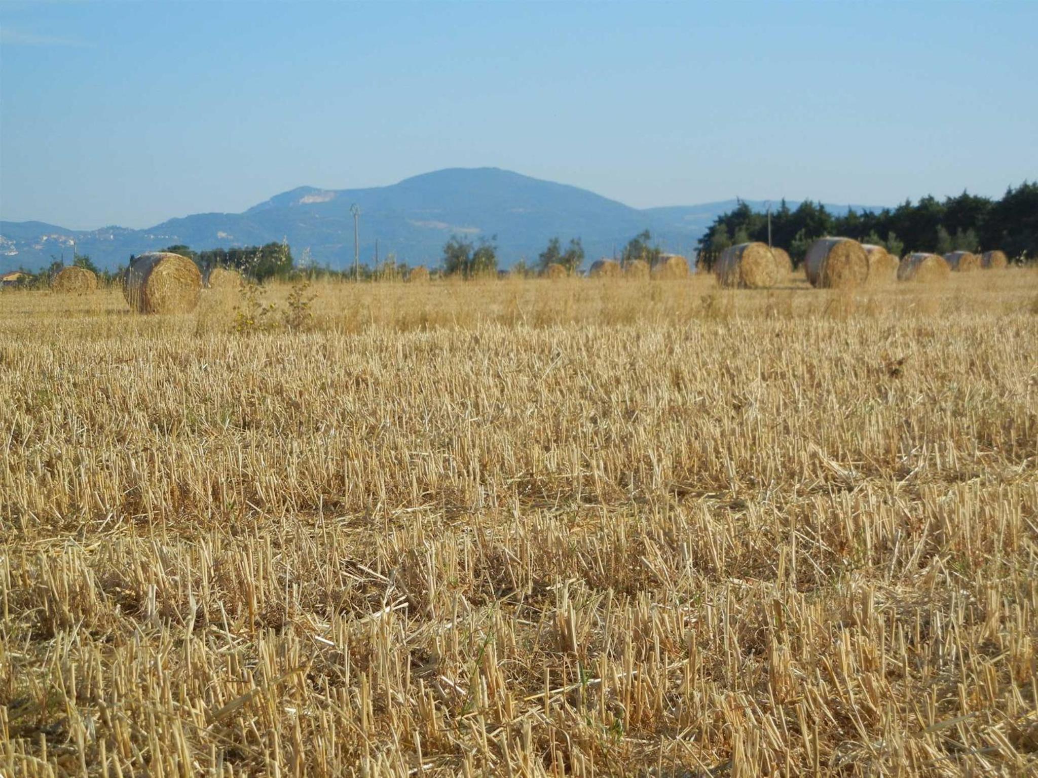 Azienda Agrituristica Le Betulle