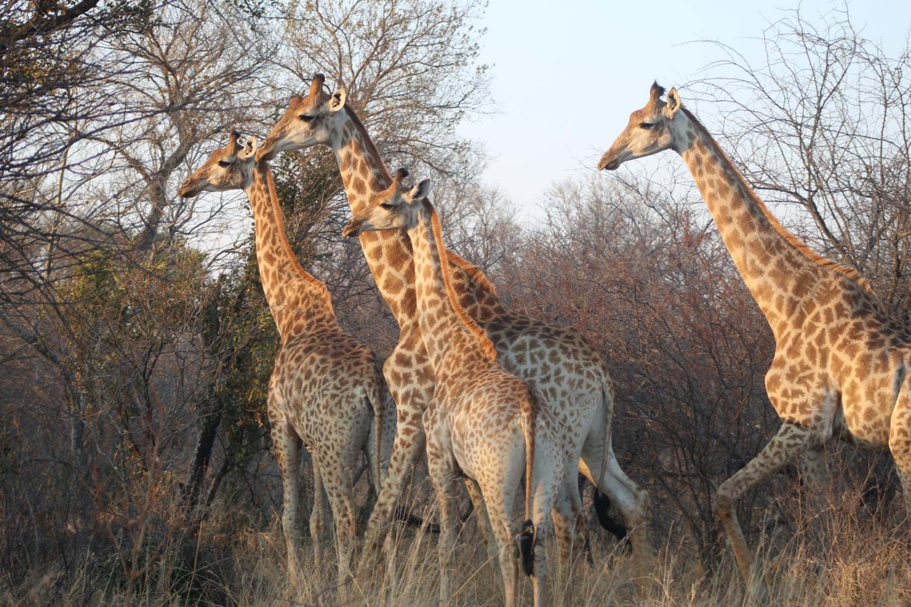 Rupping Bush Retreats