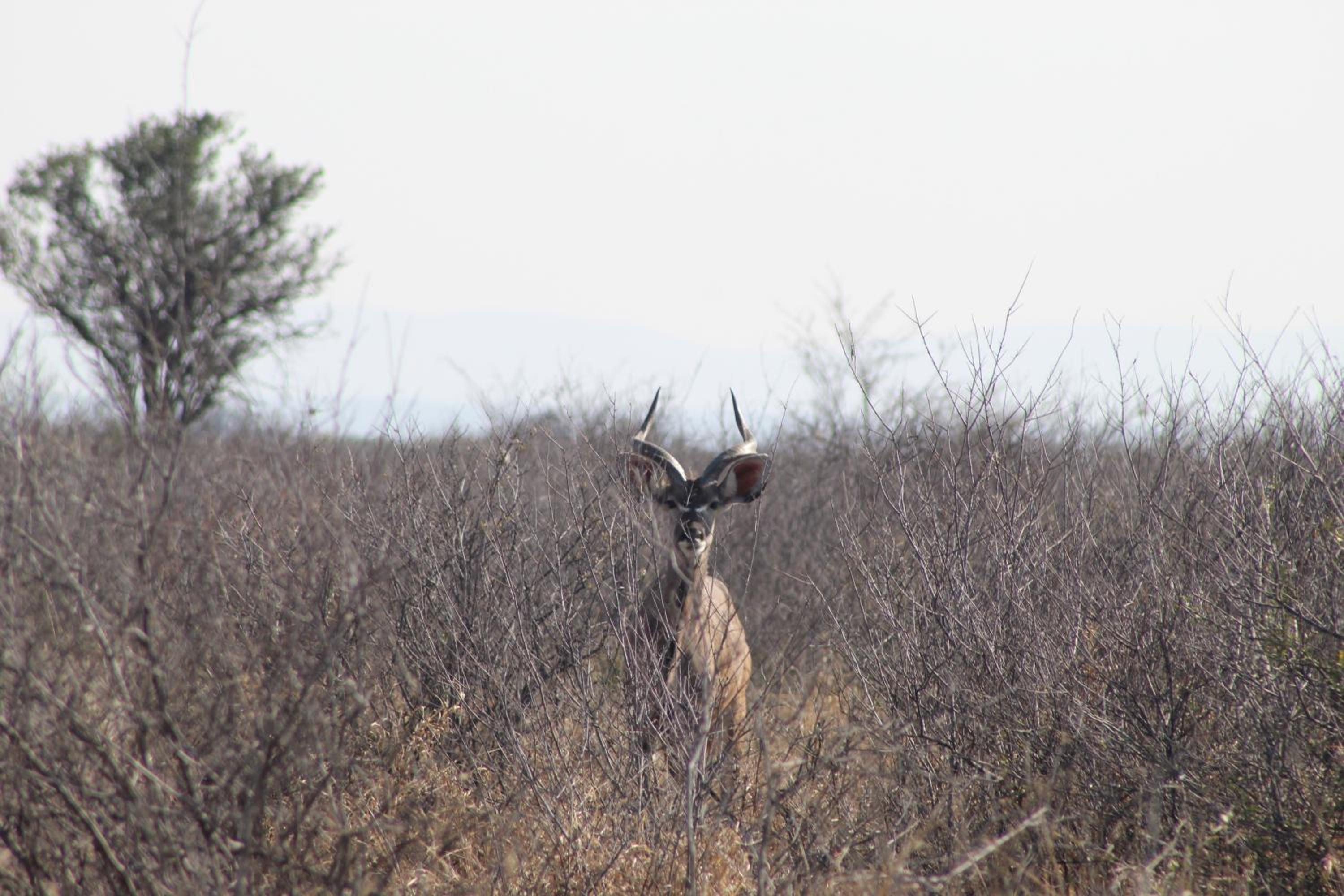 Rupping Bush Retreats