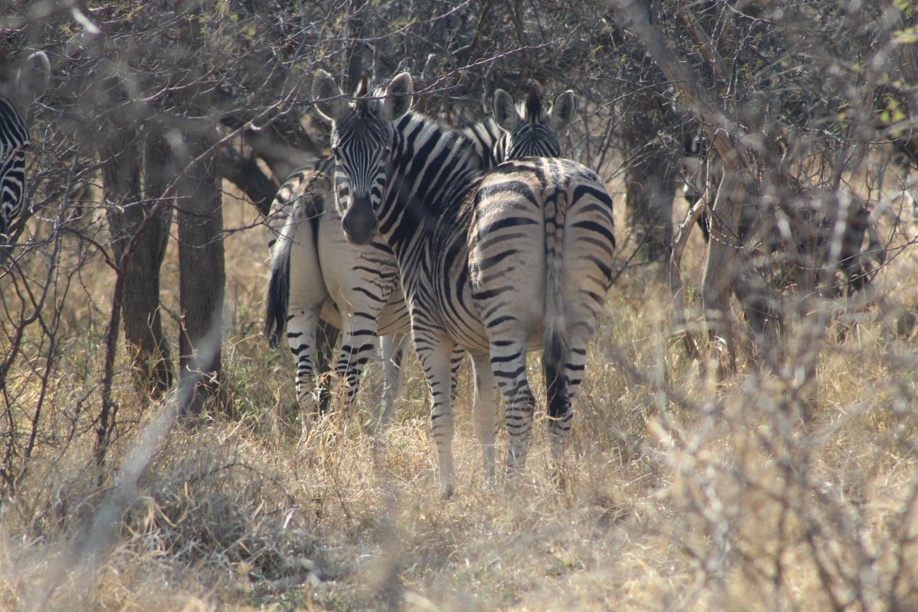 Rupping Bush Retreats