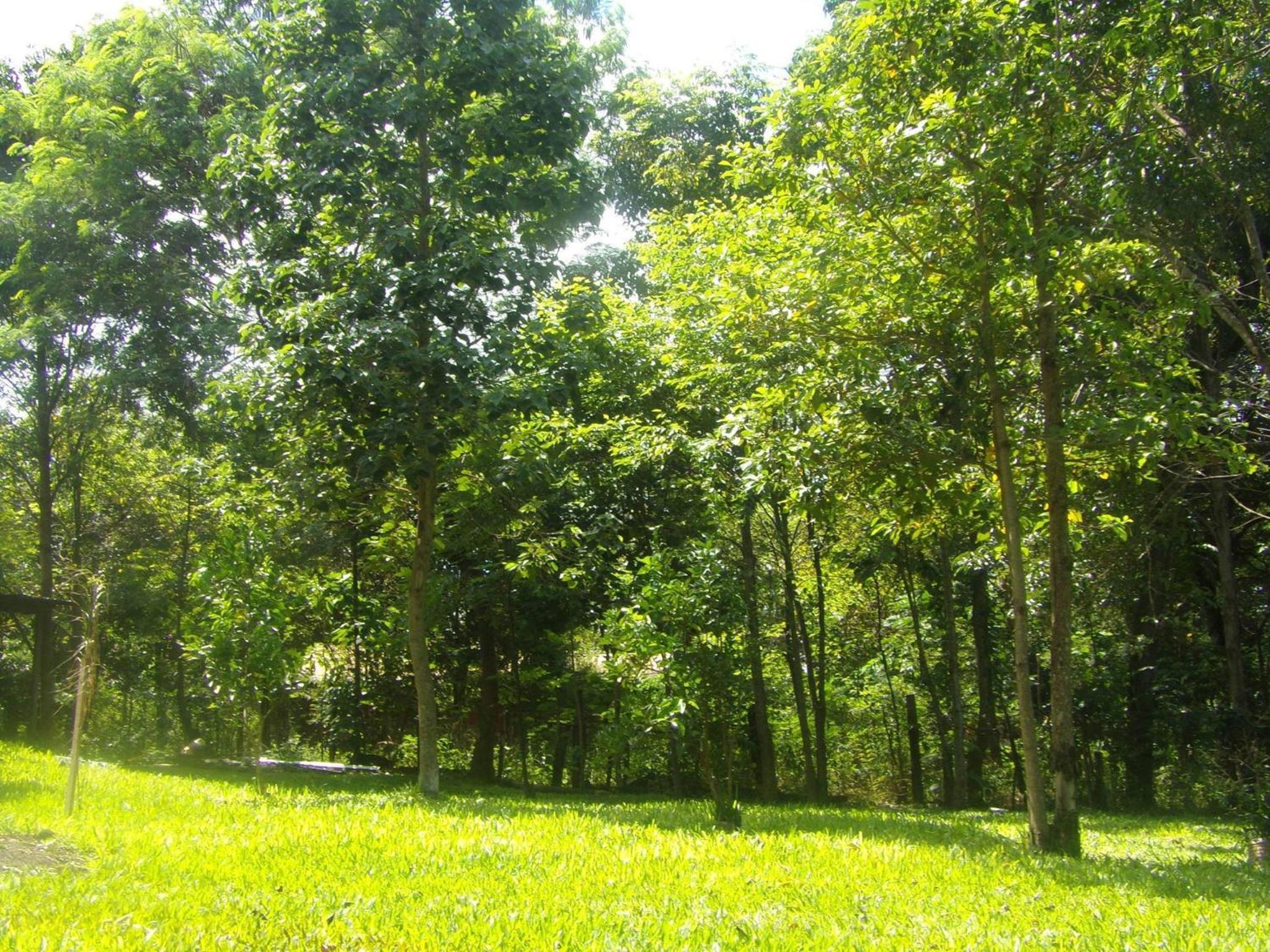 Voces De La Selva Misionera