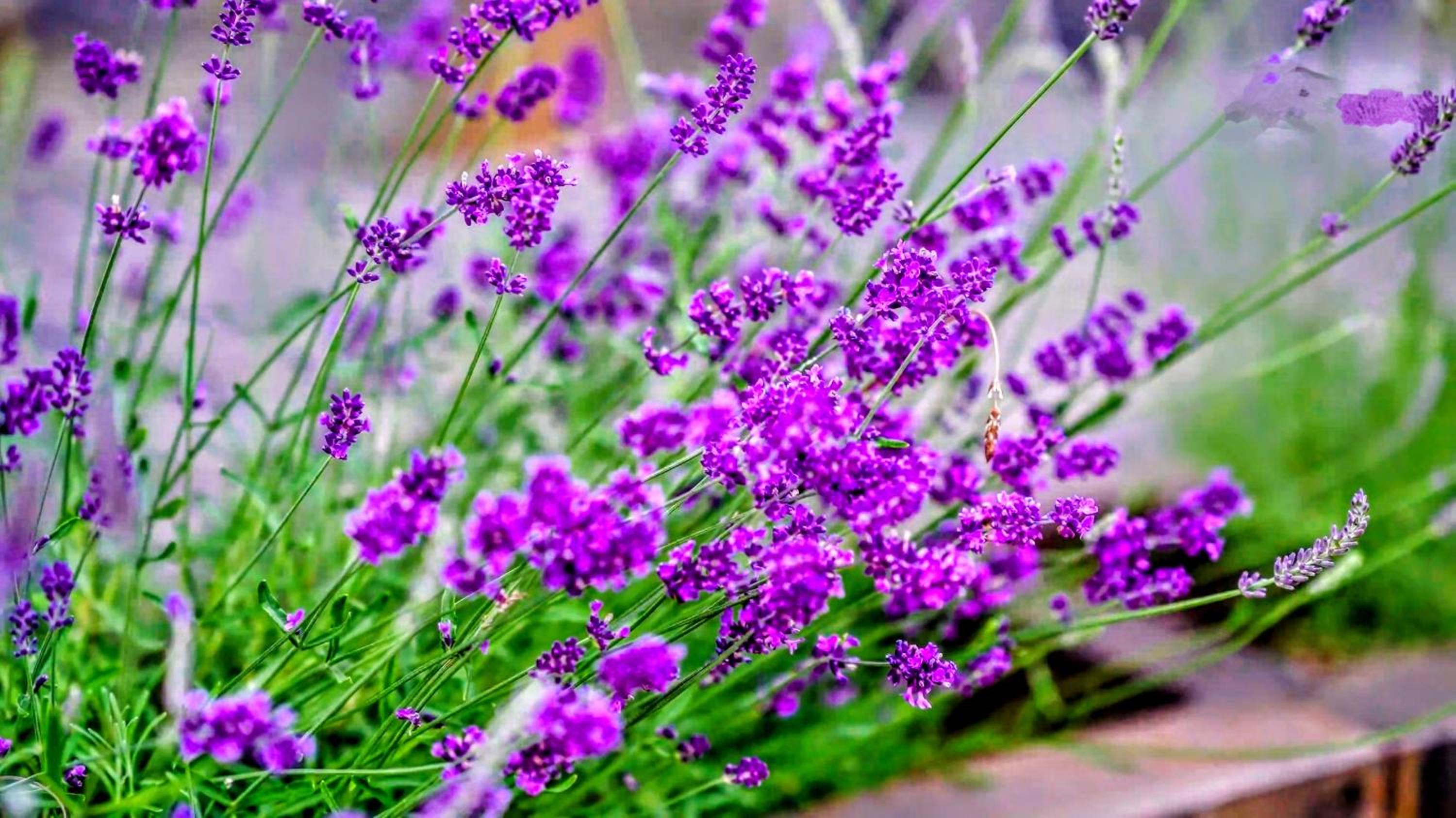 Luxury Nature rezidence private wellness