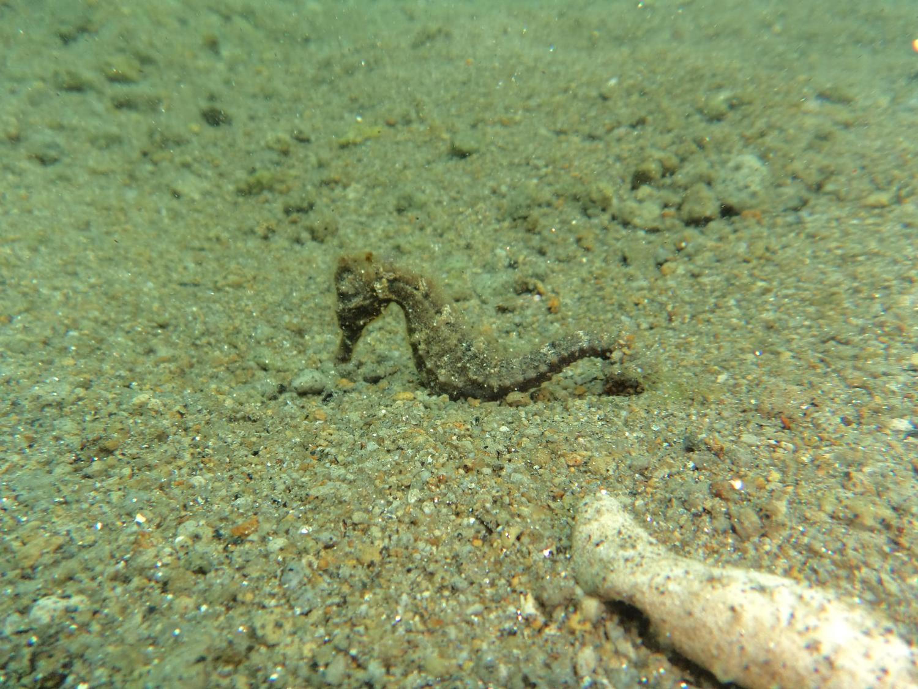 Biorock Homestay & Dive Center Pemuteran