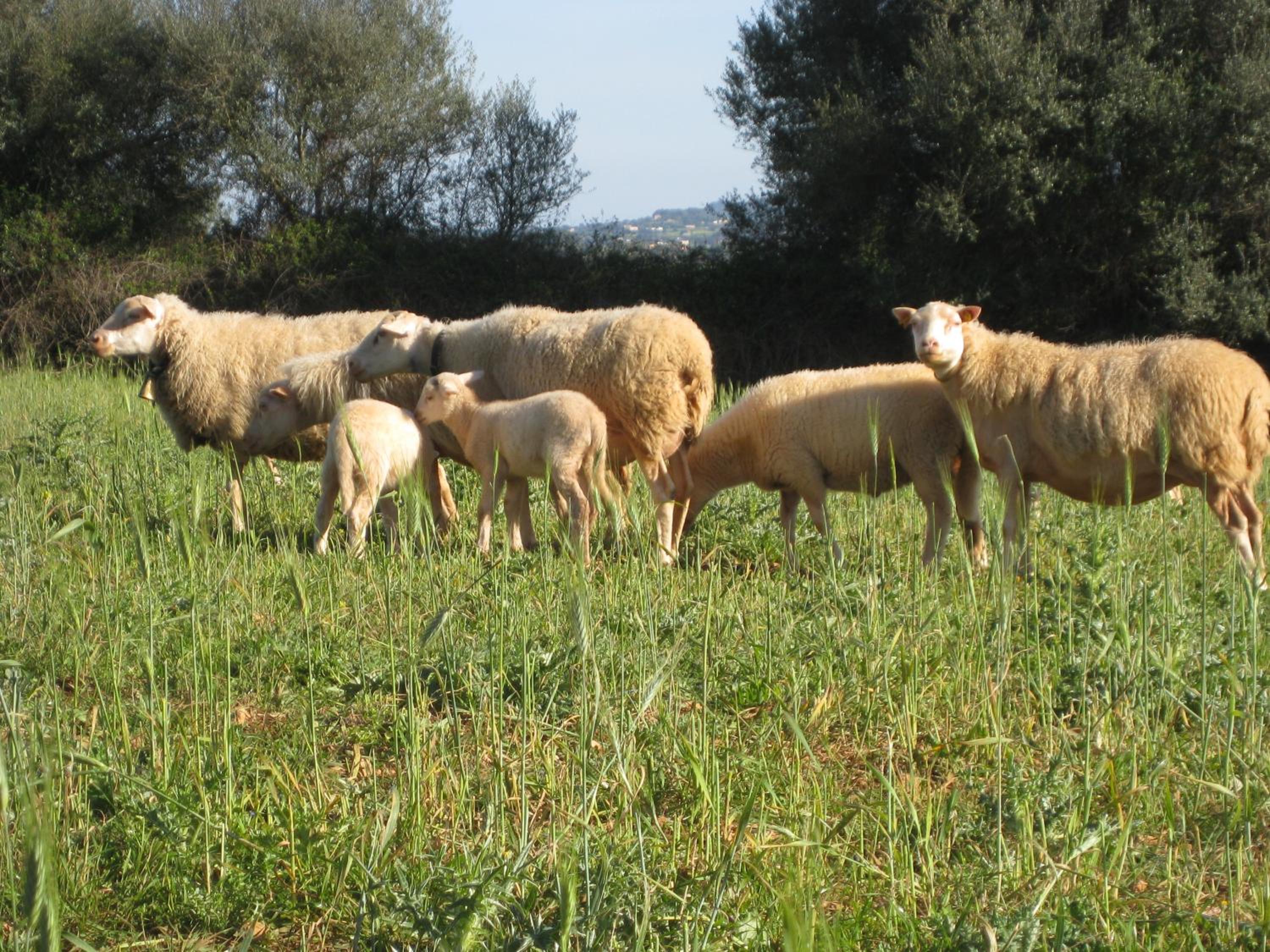 Finca Sa Cova Vella