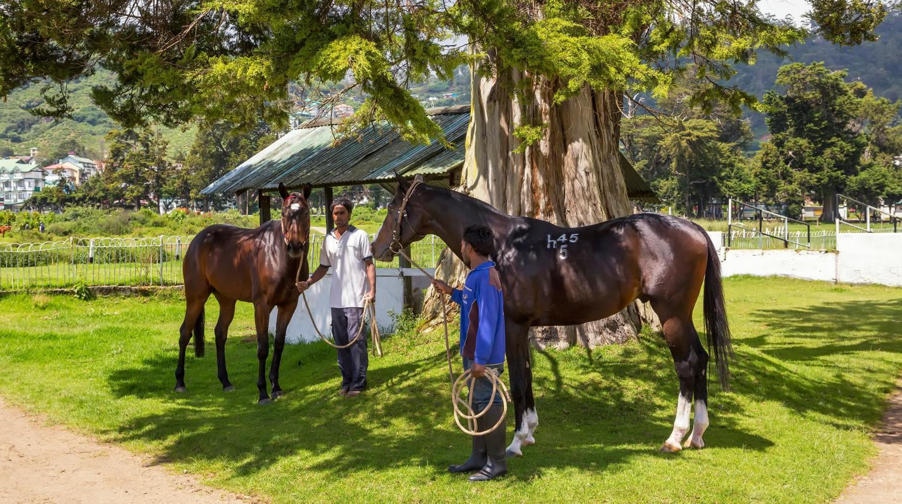 Hill Rise Luxury Villa & Stables by Edwards Collection - Nuwara Eliya