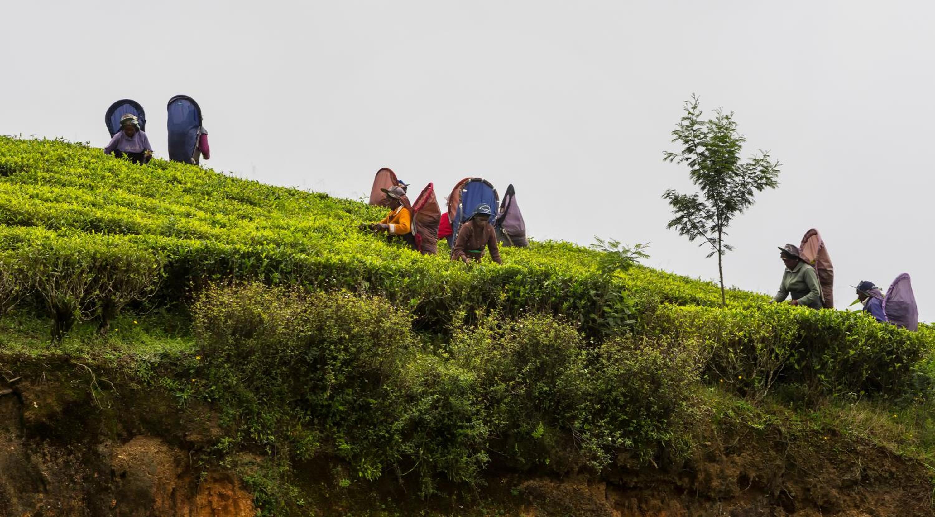 Hill Rise Luxury Villa & Stables by Edwards Collection - Nuwara Eliya