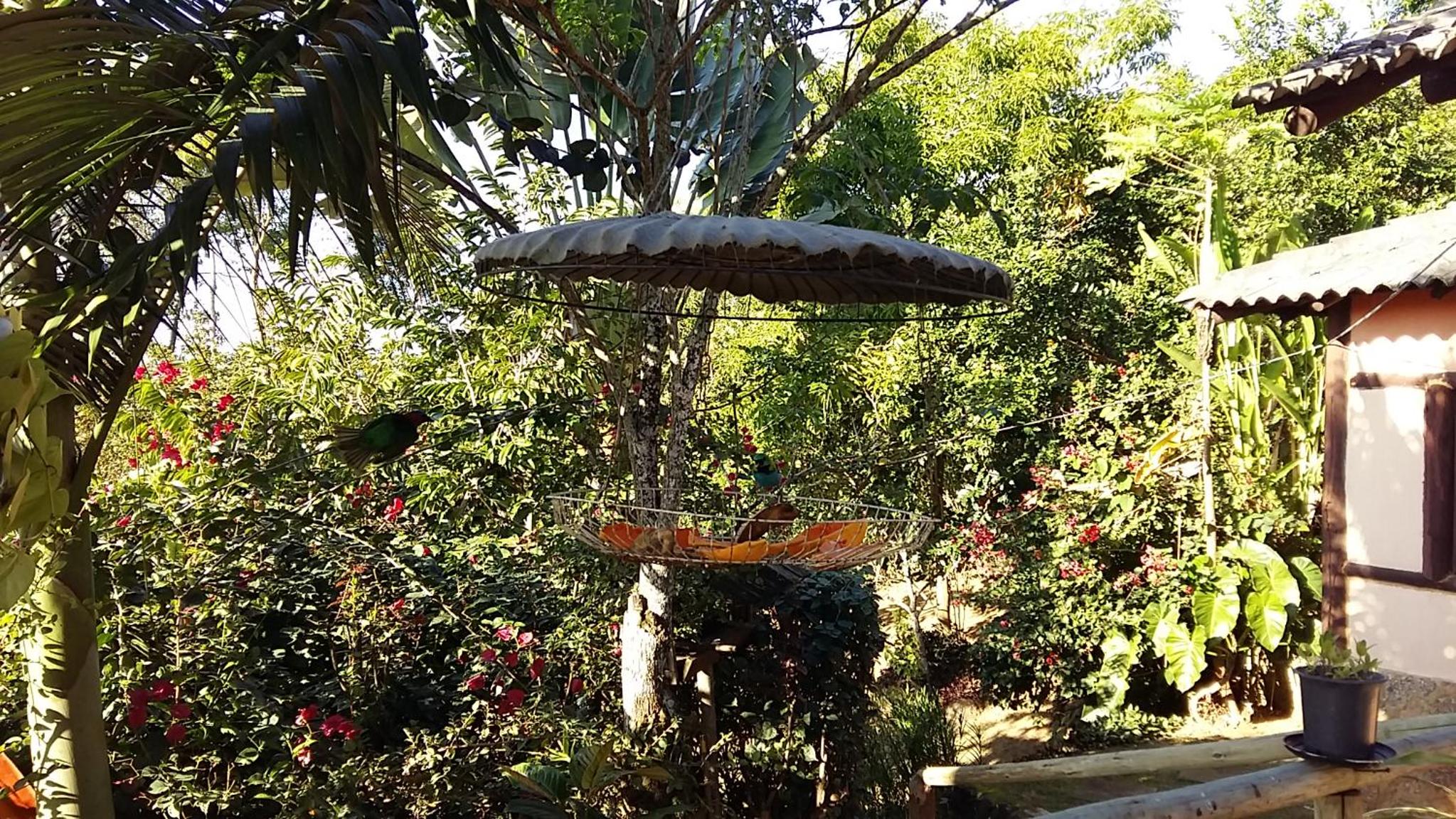 Recanto Ipê Amarelo