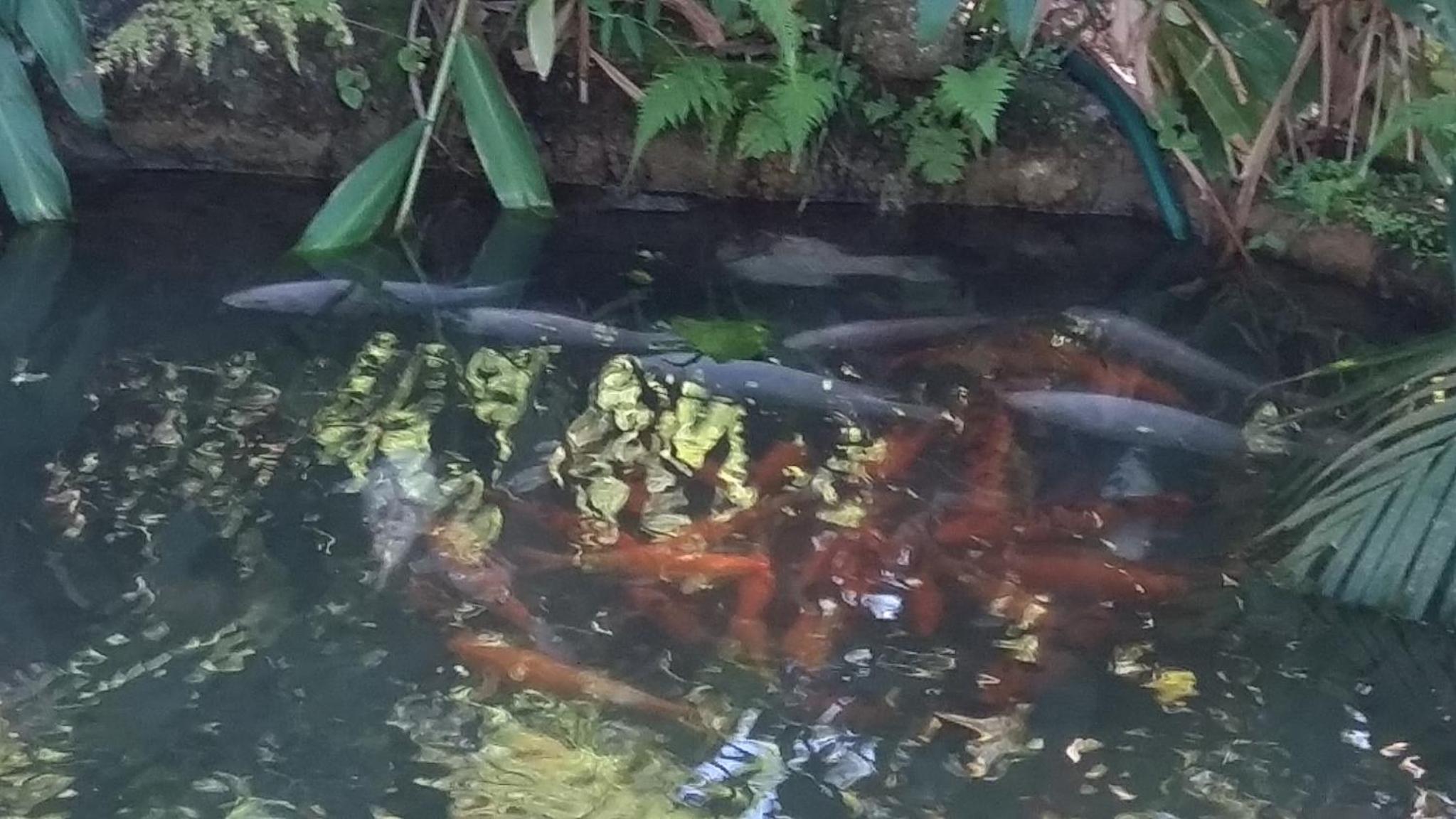 Recanto Ipê Amarelo