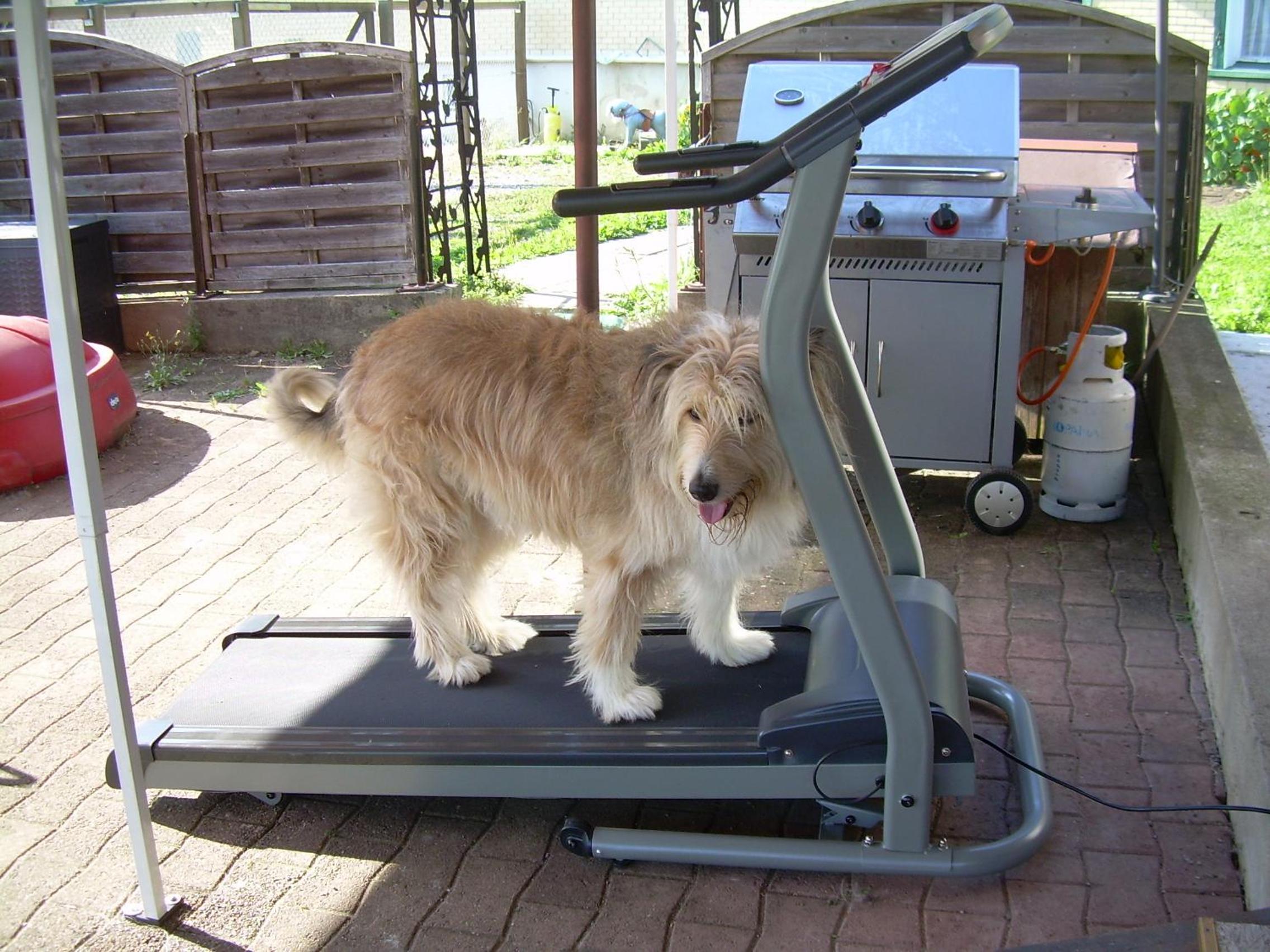 Wohlfühloase für Mensch und Hund