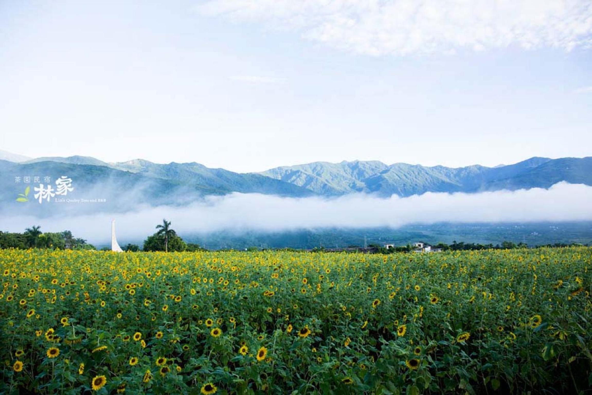 Lin Tea B&B