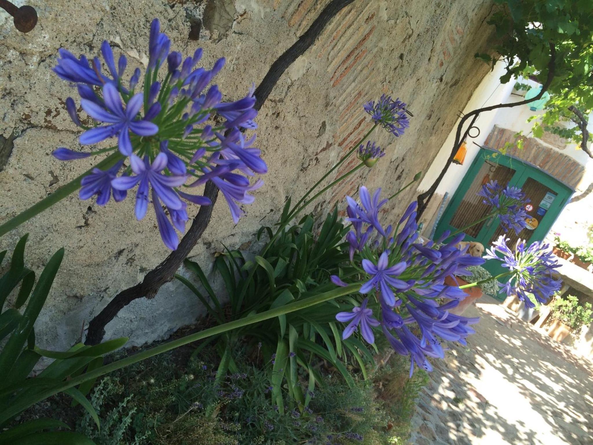 Mas Ardevol PT106