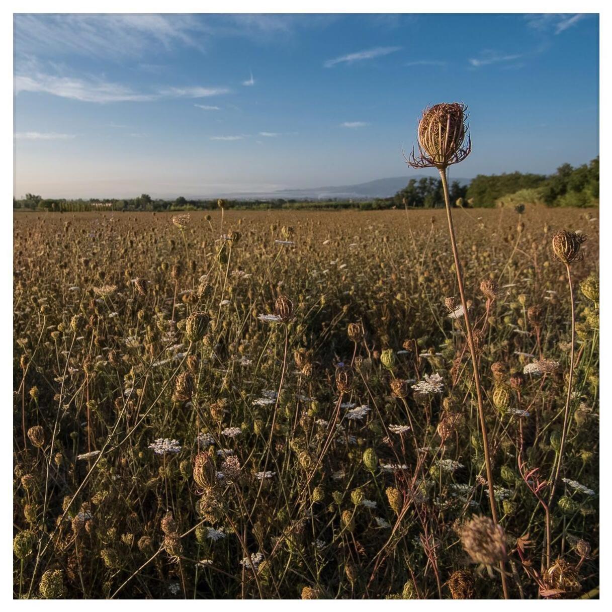 Agriturismo La Torricella
