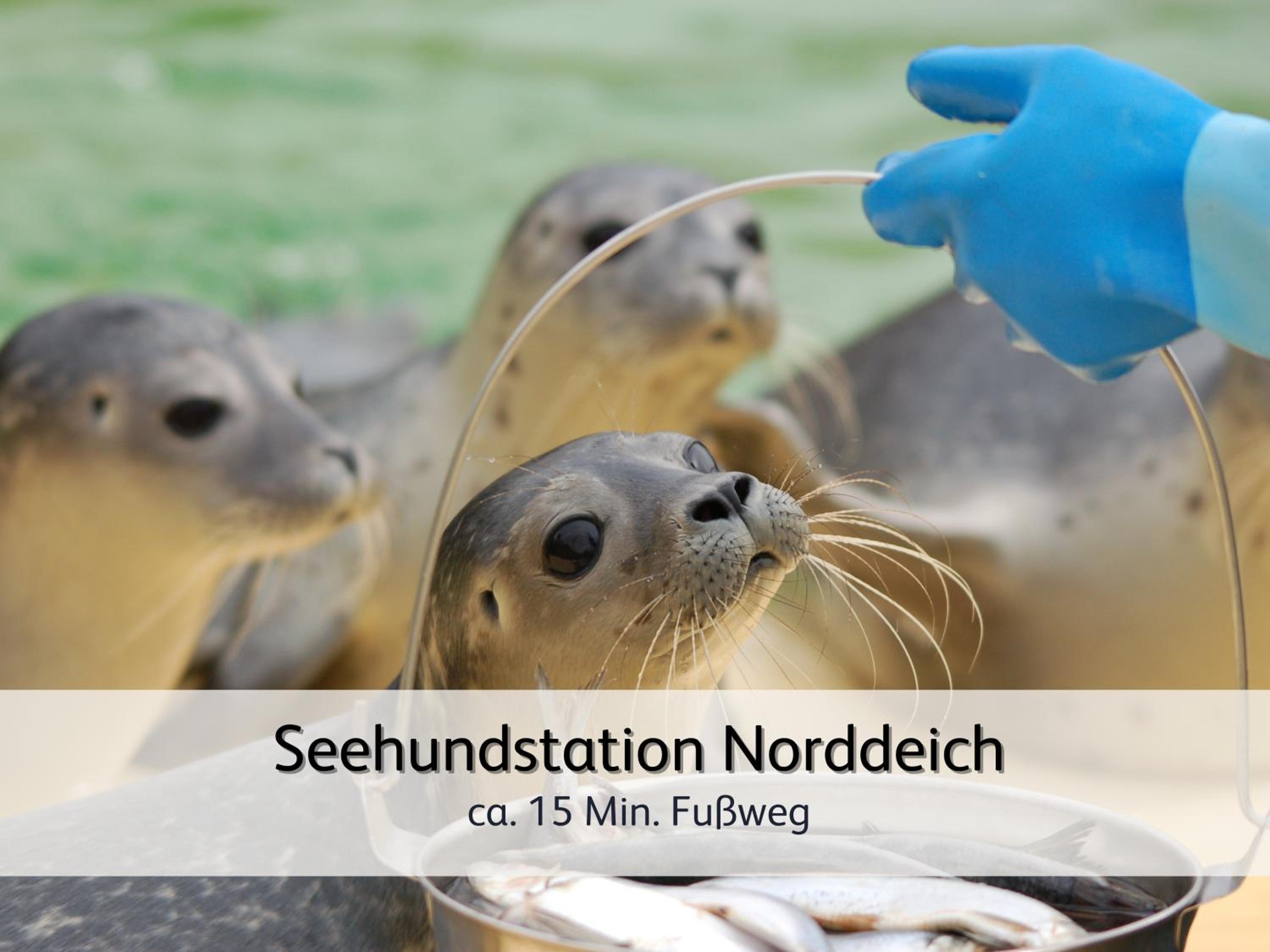 strandnahe Familien-Oase mit Hund