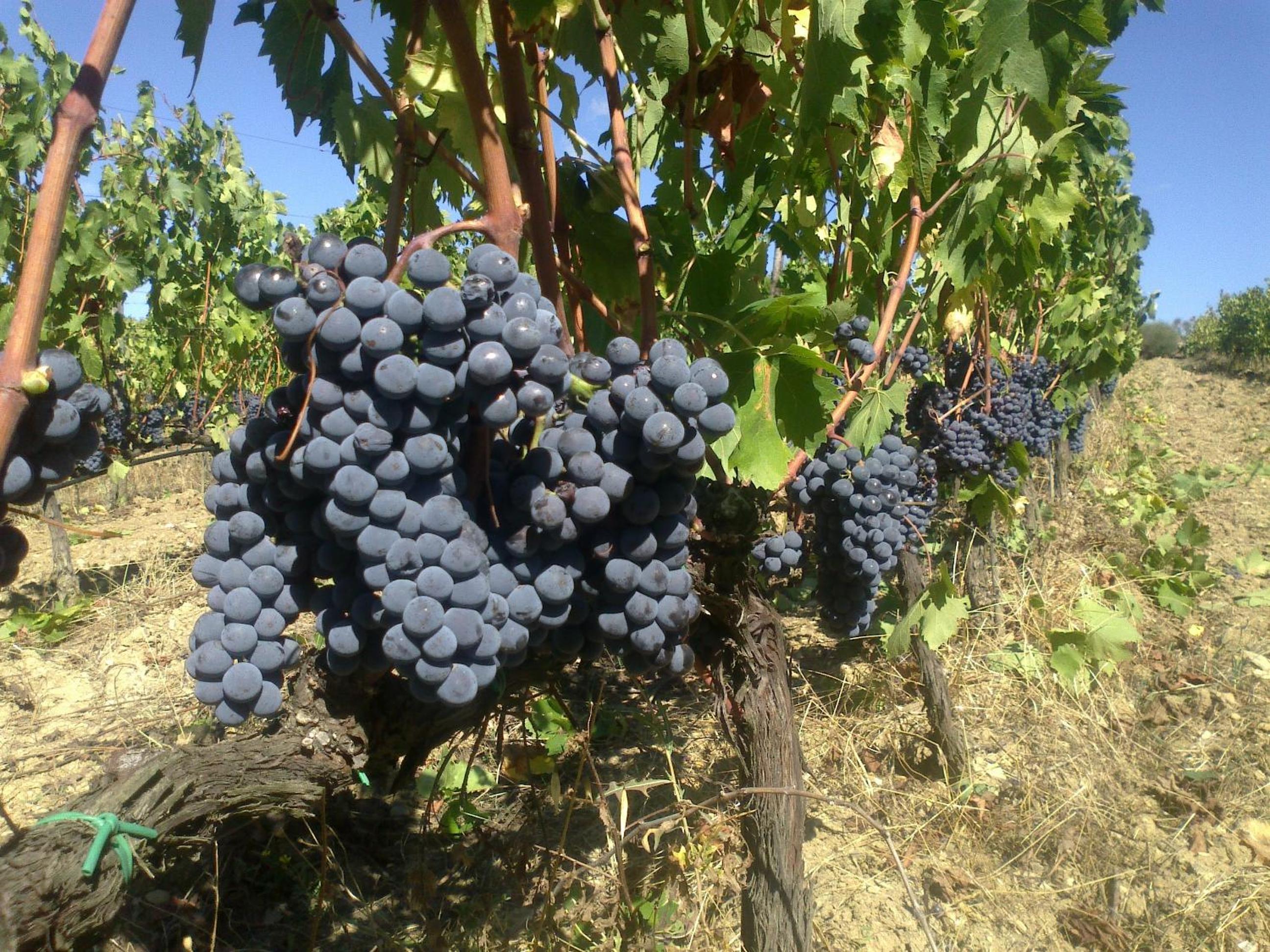 Agriturismo Il Cocco