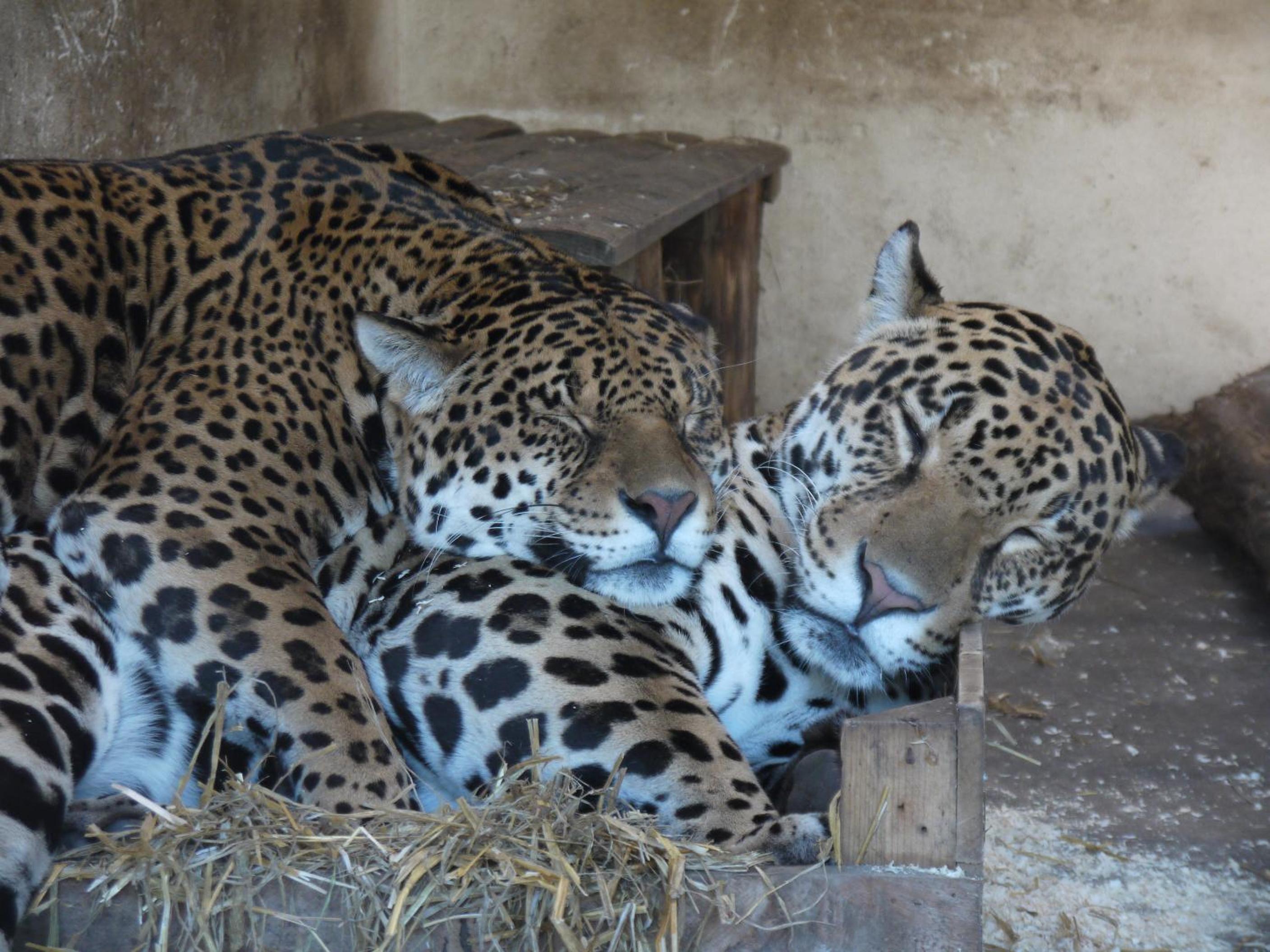 Night experience - Lodge By Zoo Bordeaux Pessac
