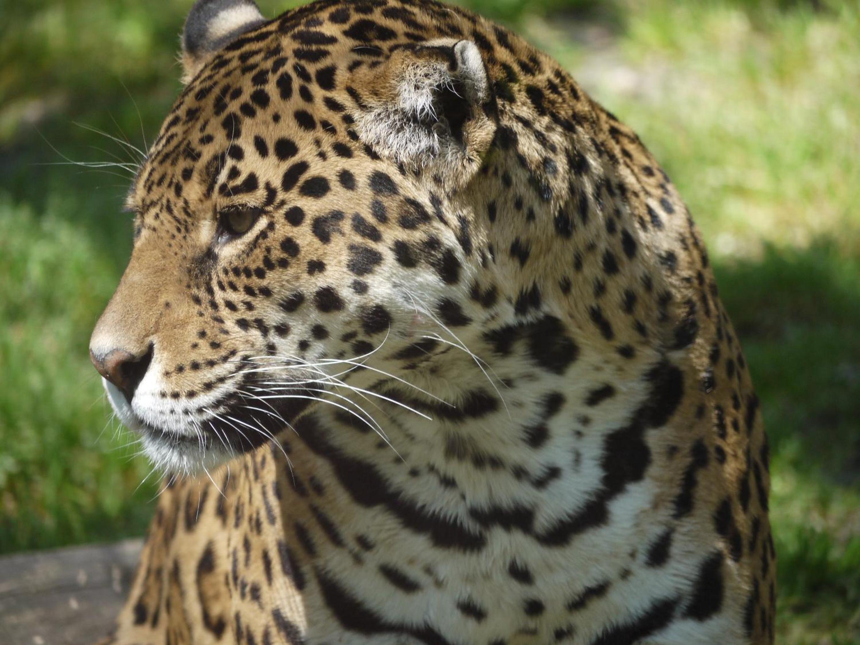 Night experience - Lodge By Zoo Bordeaux Pessac