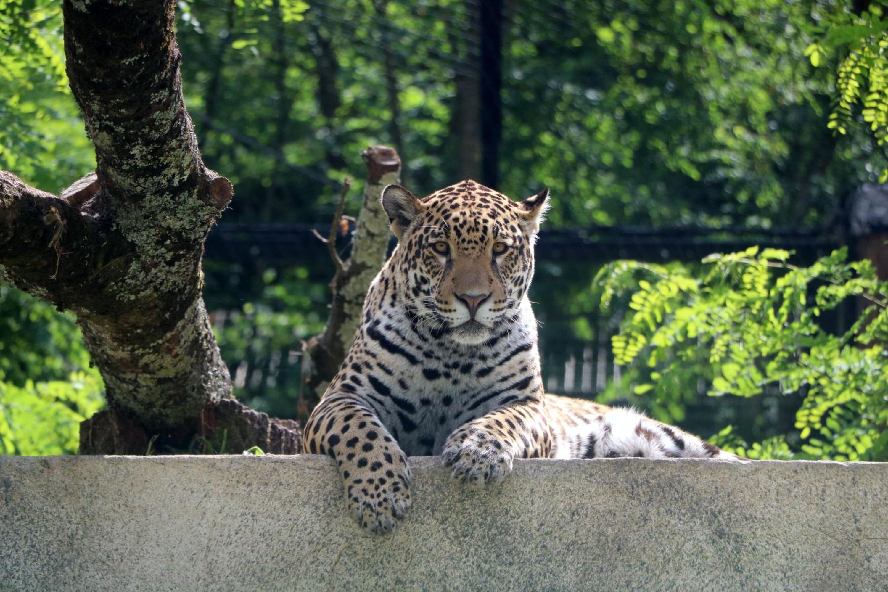 Night experience - Lodge By Zoo Bordeaux Pessac